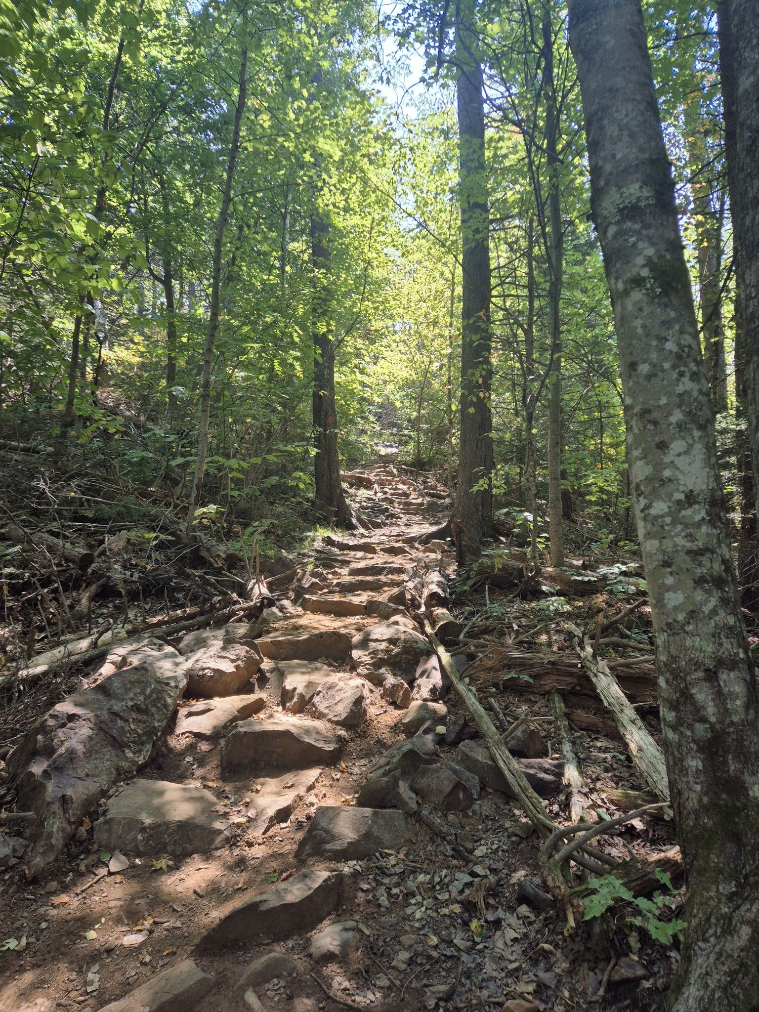 A steep, rocky uphill path winding through a sunlit, dense forest. - Bald Rock Mountain Loop