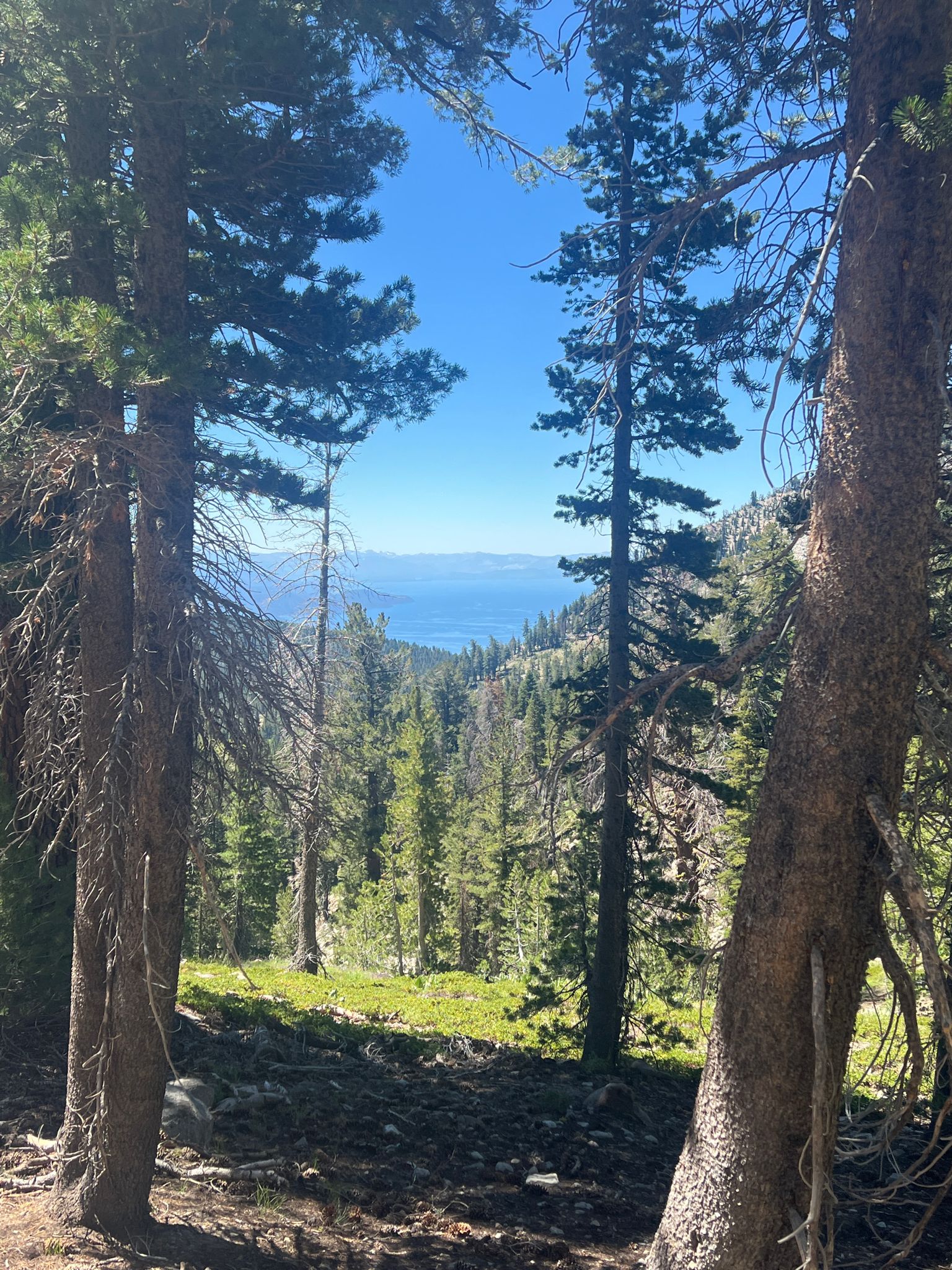 Pine trees frame a distant blue lake under a clear sky. - Relay Peak Loop