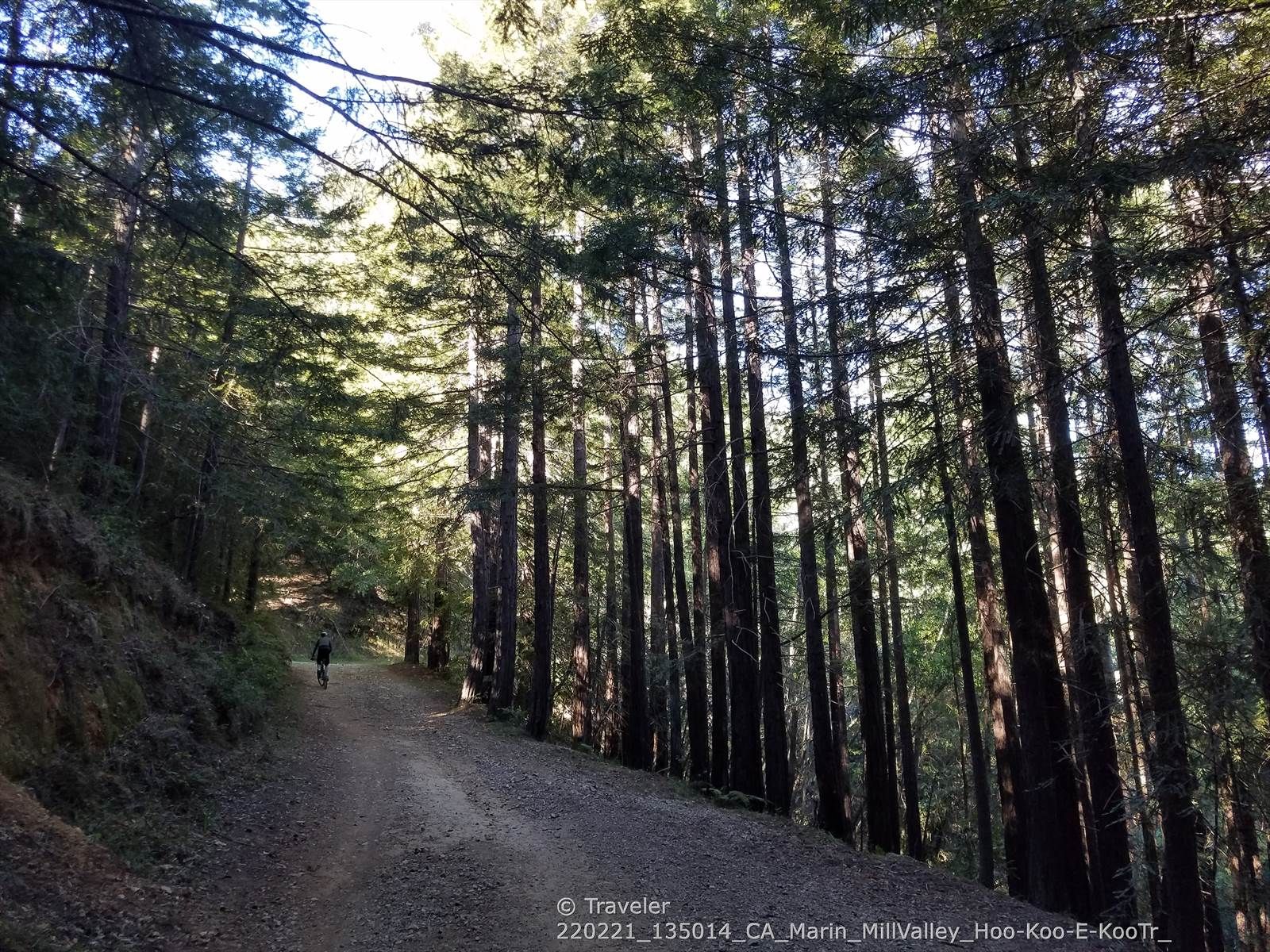 A person walks on a dirt path through a forest of tall, slender trees. - Dawn Falls and Hoo-Koo-E-Koo Loop