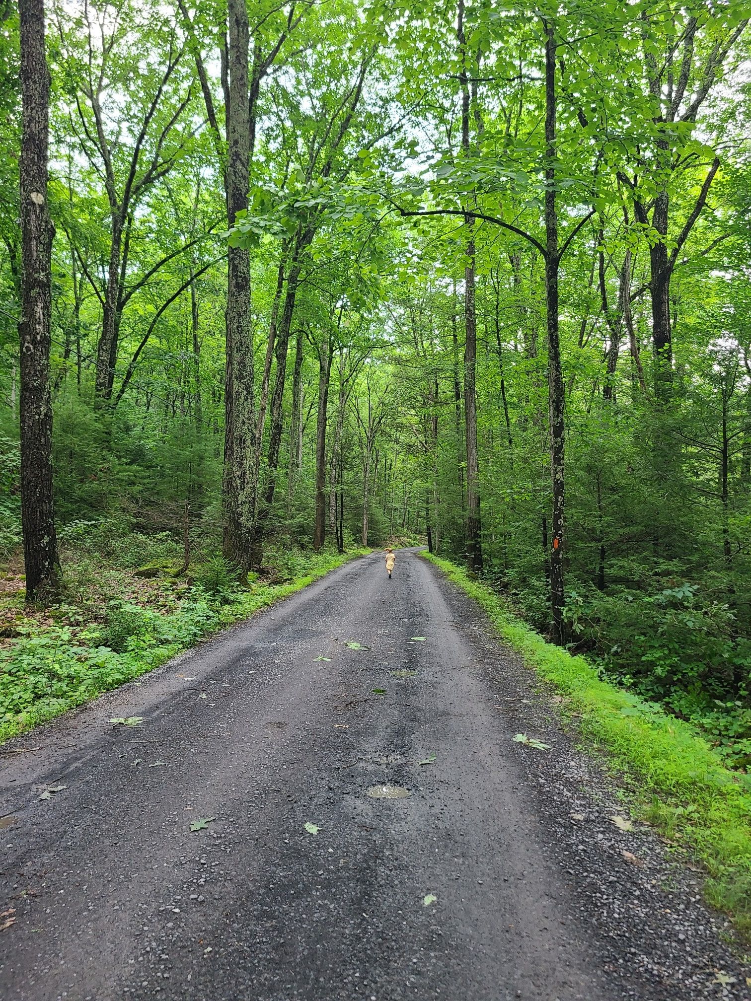 Long, narrow paved road through a dense, sunlit green forest. - Sand Mountain Road – Penns Creek Path and Tunnel loop from Sand Mountain Trailhead