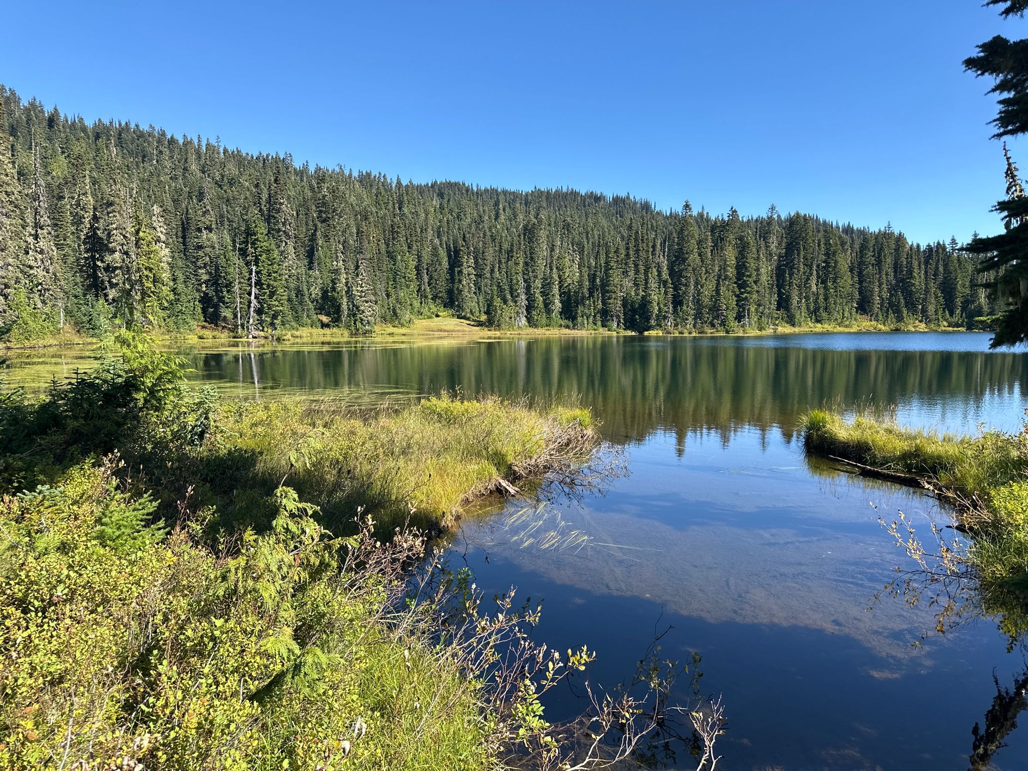 Calm lake surrounded by dense evergreen forest and lush green marshy areas. - Reflection Lake to Narada Falls via Wonderland Trail