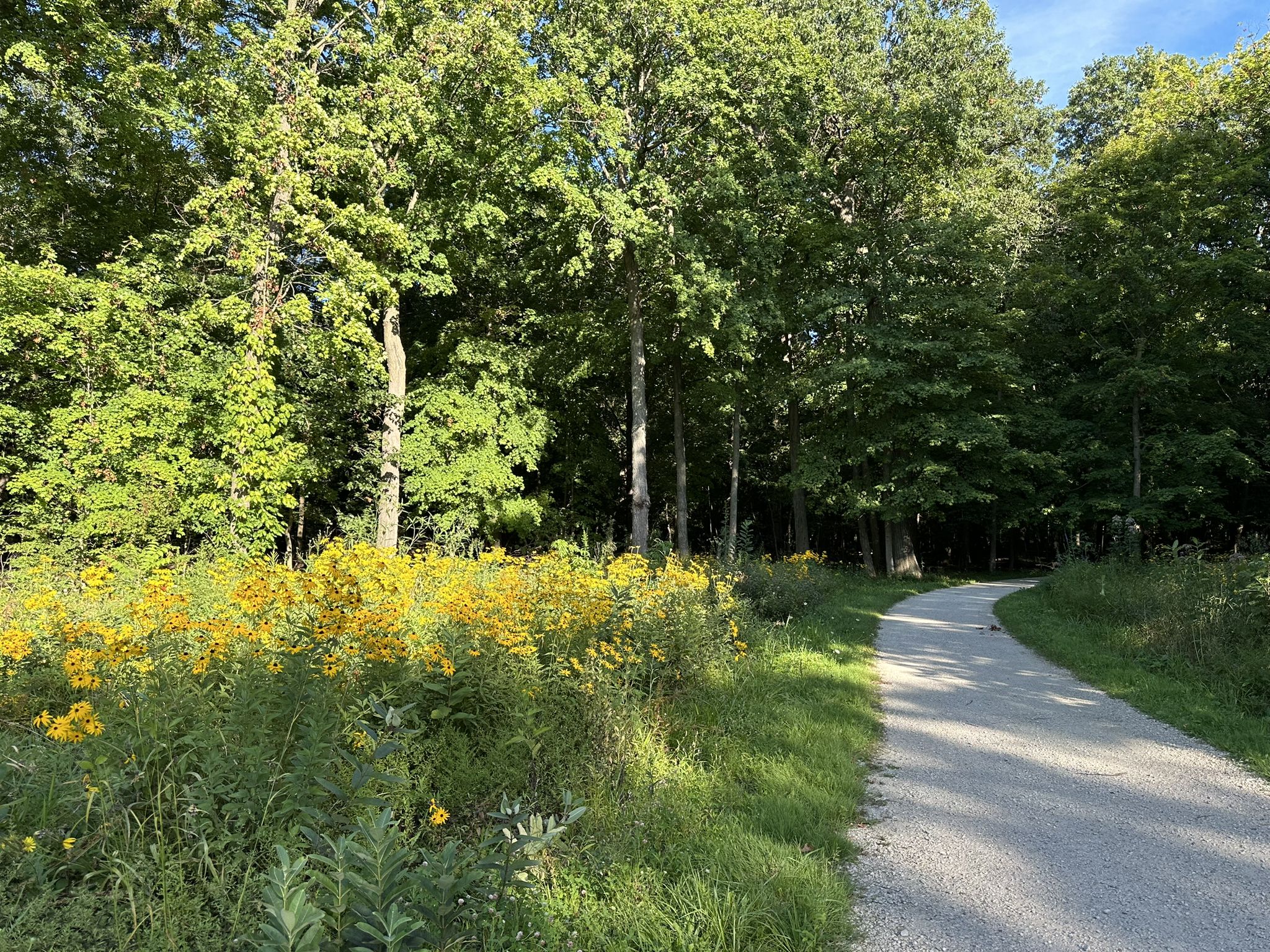 Gravel path next to a field of yellow wildflowers and green trees. - Camp Pine Woods Preserve – Des Plaines River Trail loop from Schiller Park