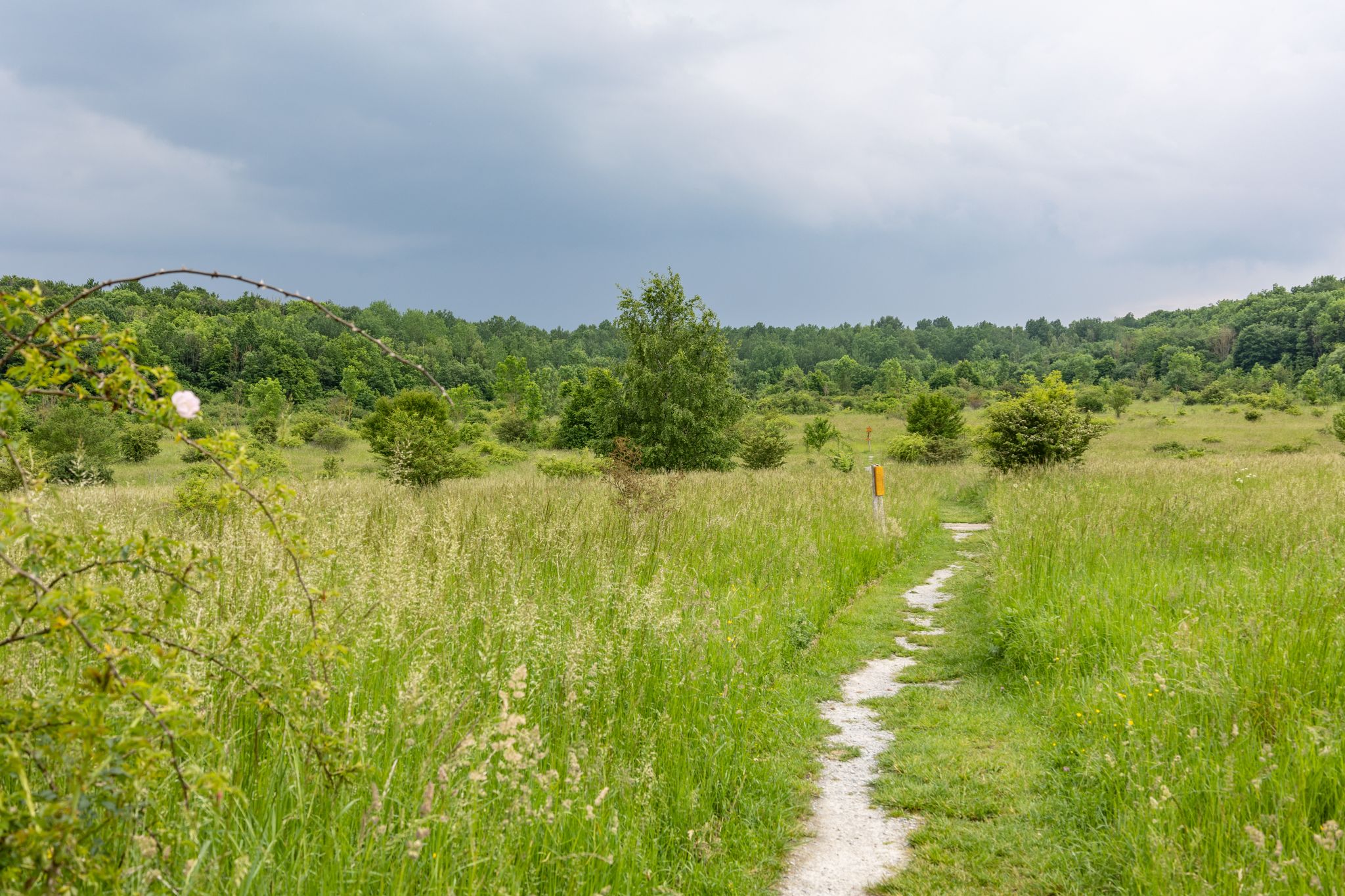 Übergang von Wiesen- zu Buschlandschaft