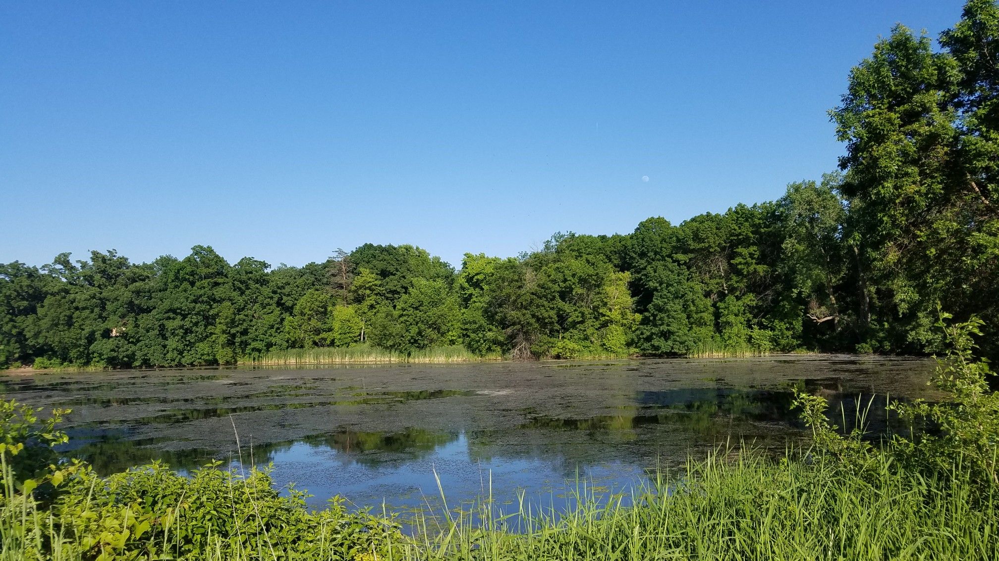 A calm pond with green algae, surrounded by lush trees under a clear sky. - River to River Greenway