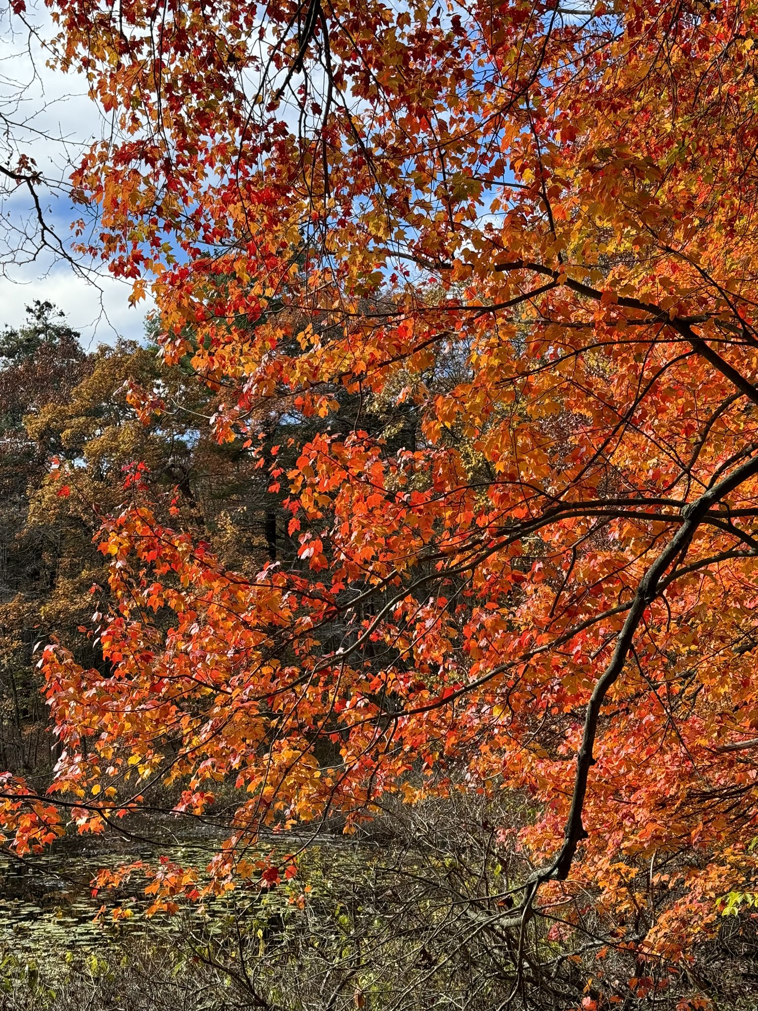 Vibrant orange and red autumn leaves fill the frame, brightly lit by the sun. - Spot Pond – Shilly Shally Brook Waterfall loop from Melrose