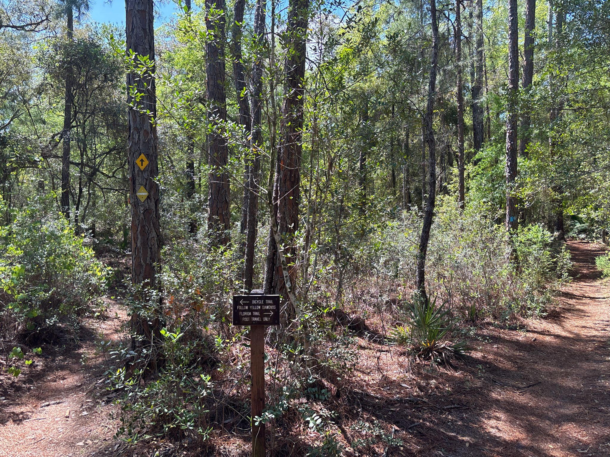 Wooden trail sign at a fork in a sunlit forest path. - Paisley Woods Bicycle Trail loop from Alexander Springs Day Use Area