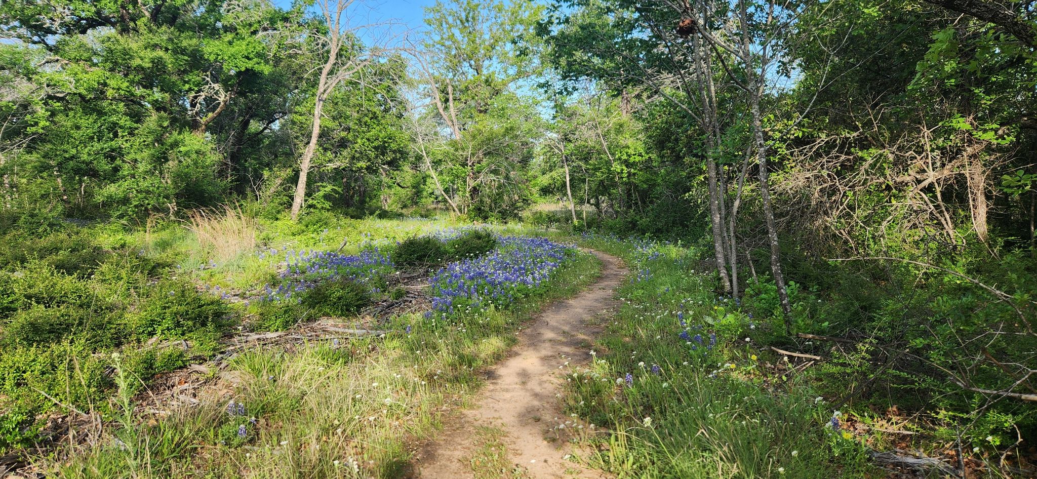 A dirt path winds through a vibrant field of blue wildflowers and green trees. - Oak Motte Trail