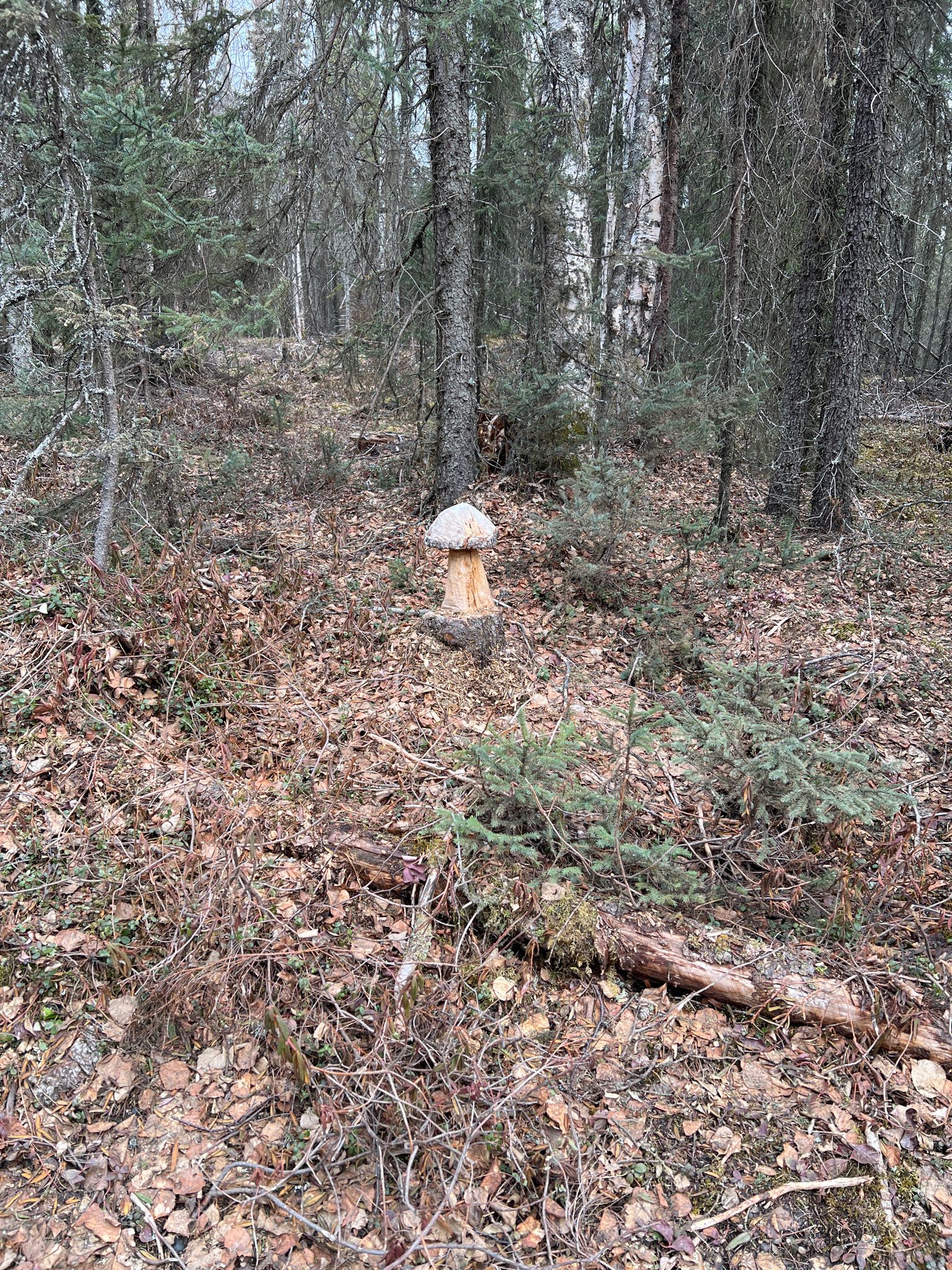 A large, light-colored mushroom on a stump in a leafy forest. - Ruth Arcand Inner Loop