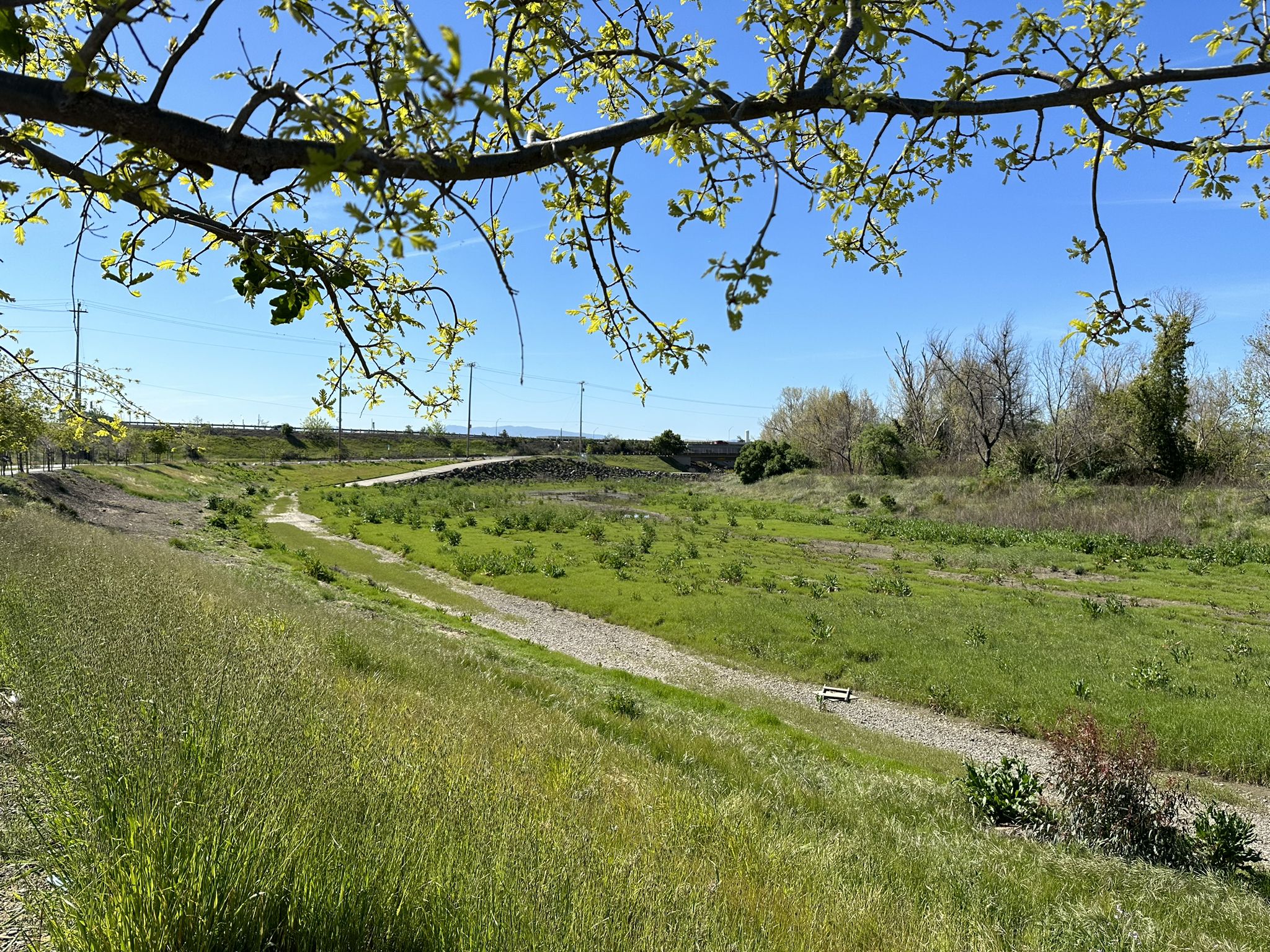 A winding dirt path through a lush green field, framed by tree branches. - San Tomas Aquino Creek – Stevens Creek bridge loop from Warm Springs/South Fremont