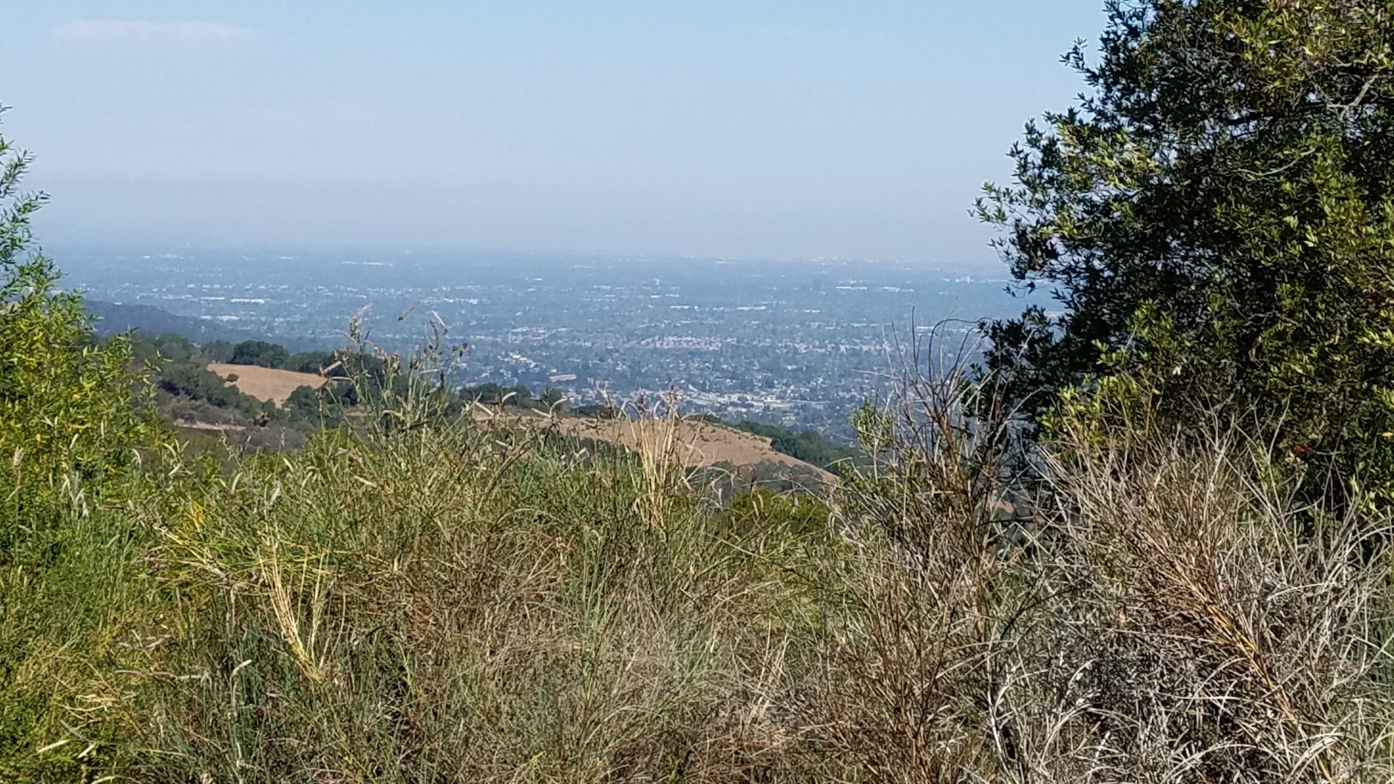 Distant city view through tall foreground grasses and trees on a hazy day. - Mine Hill Trailhead – Mine Hill Trail loop from Almaden Quicksilver County Park