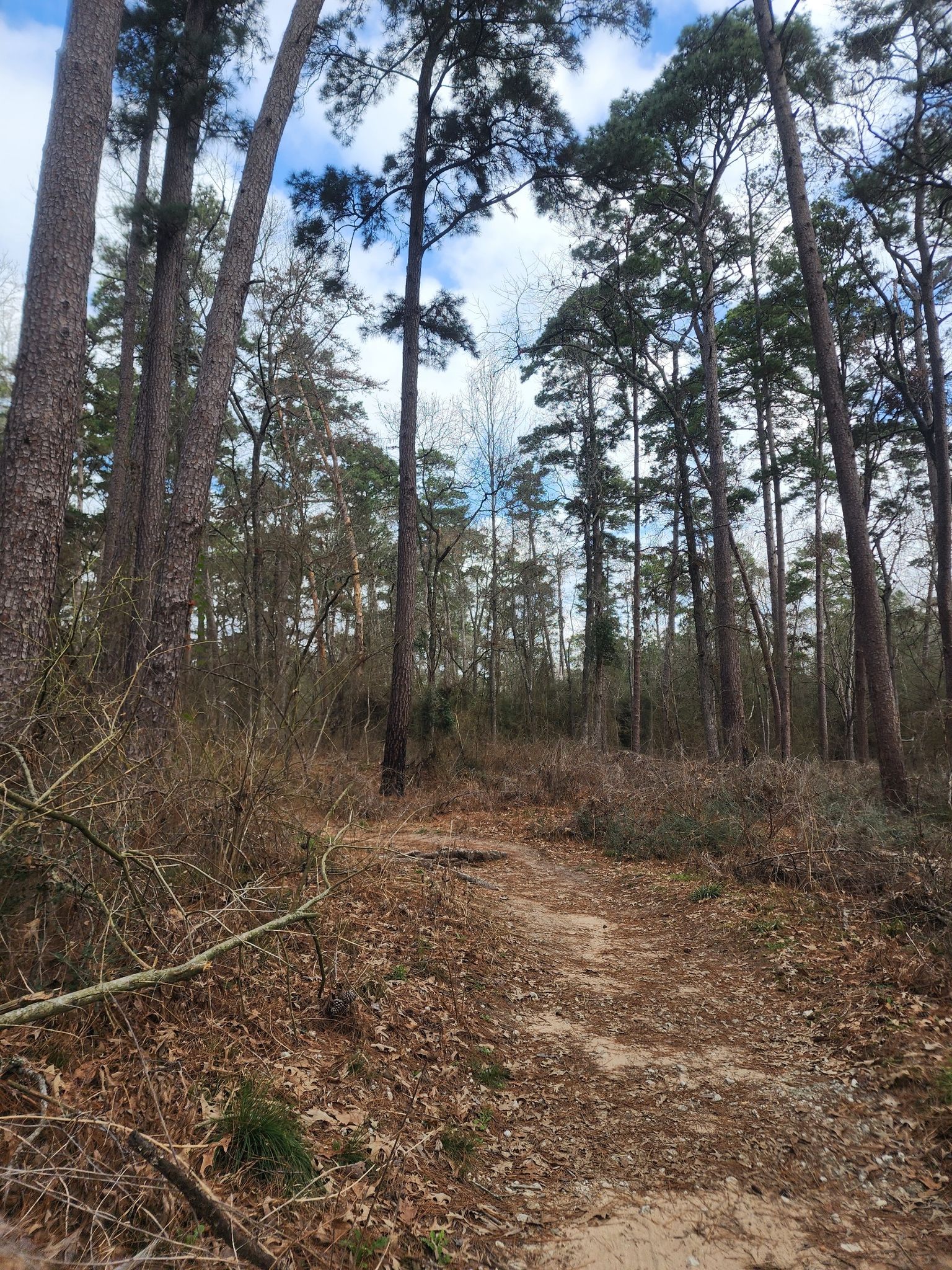 Dirt path winding through a dense pine forest under a bright, cloudy sky. - Chinquapin Trail