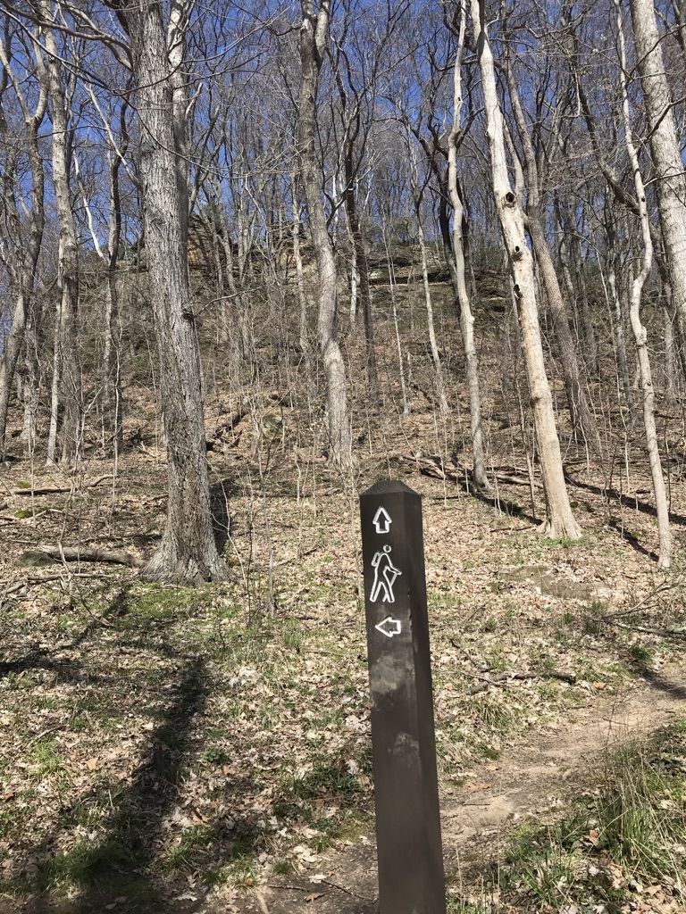 A trail marker in a sunny forest with bare trees and fallen leaves. - Allen Knob Trail