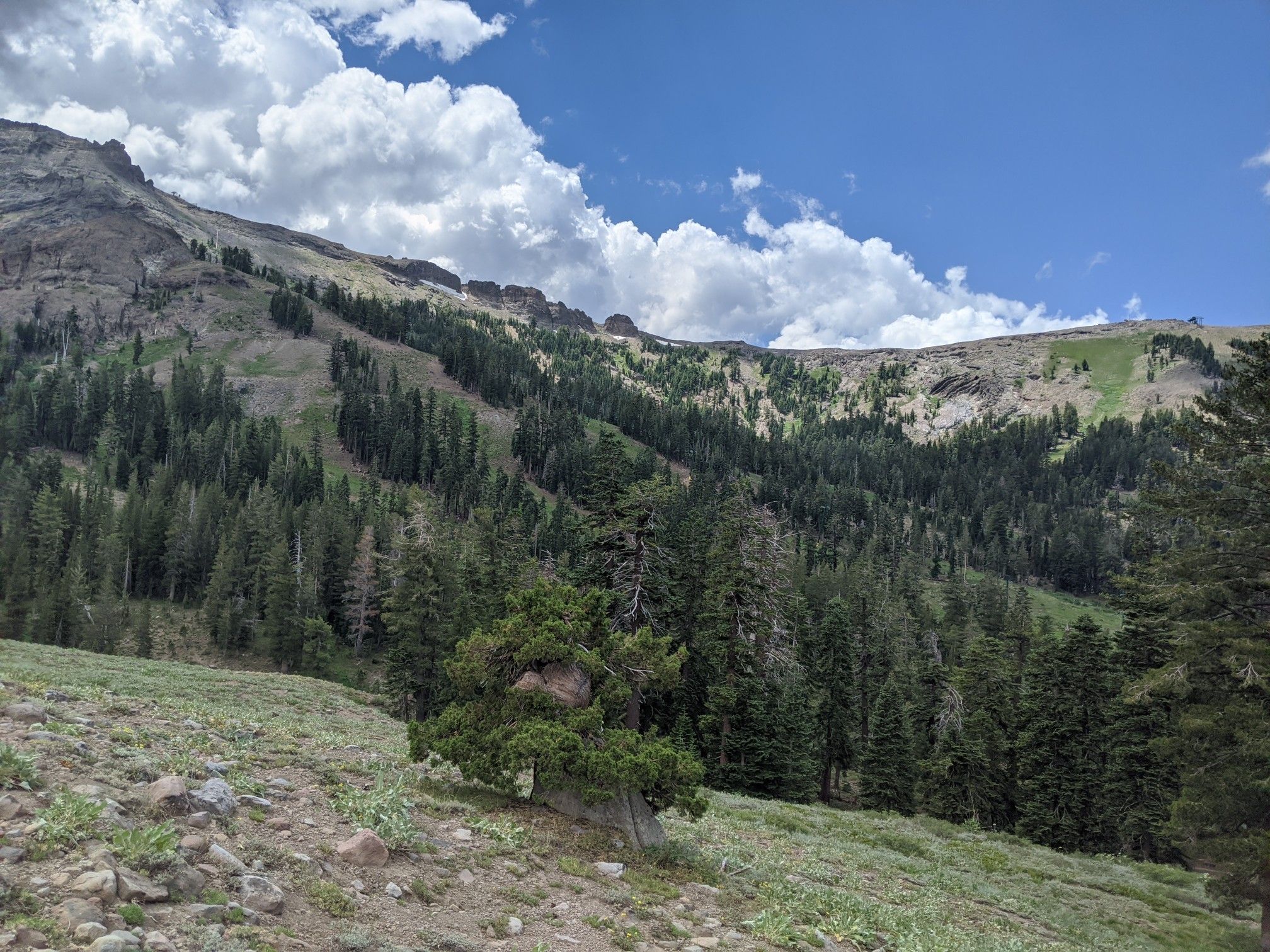 Forested mountain slope under a bright, cloudy sky, with green grass. - Emigrant Lake Trail