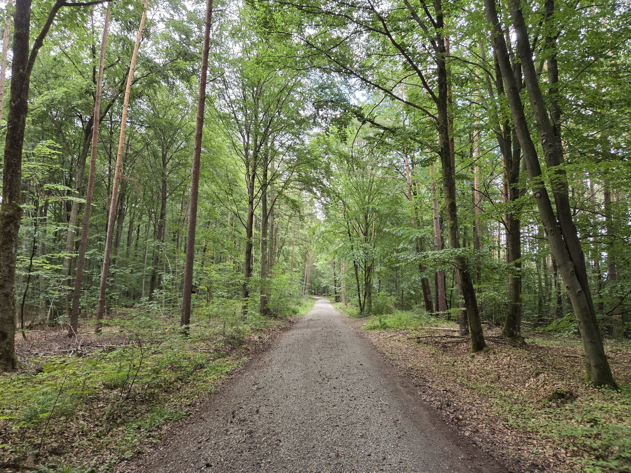 Breiter Forstweg