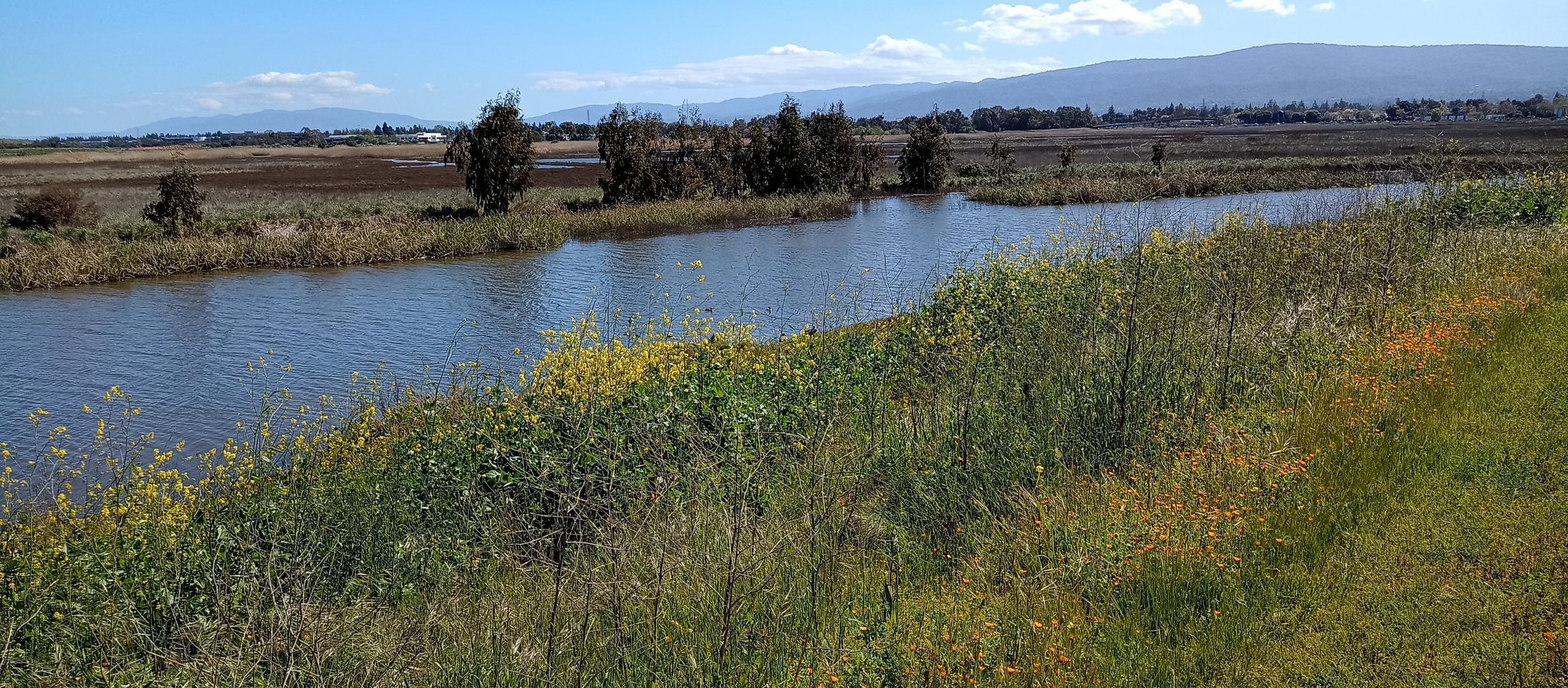 Winding river through green and yellow marshland under a bright sky. - Byxbee Park loop from Hooks Island