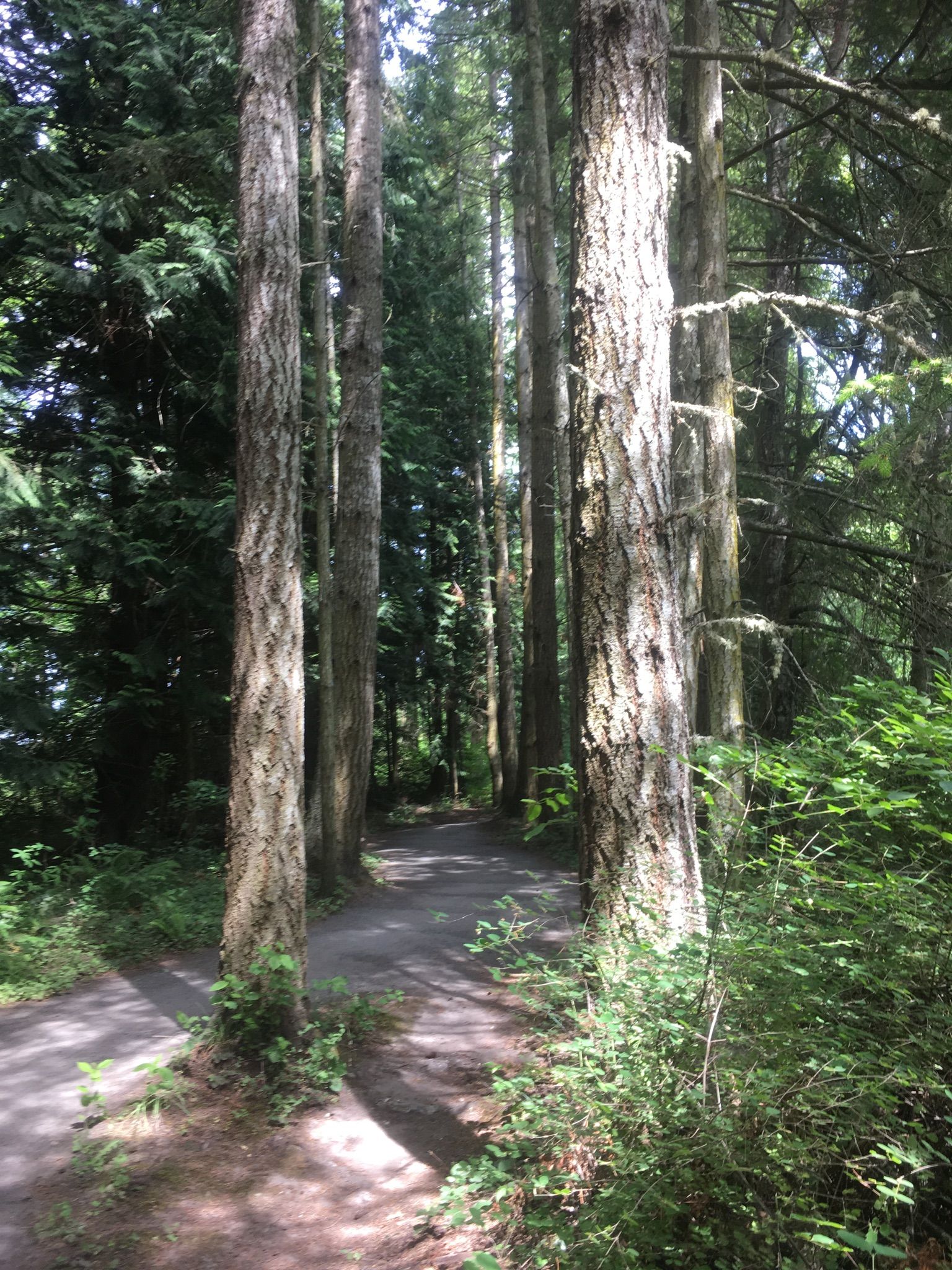 Sunlight filters through tall trees onto a shaded forest path. - Larry Scott Memorial Trail – Fort Worden State Park loop from Jefferson County International Airport