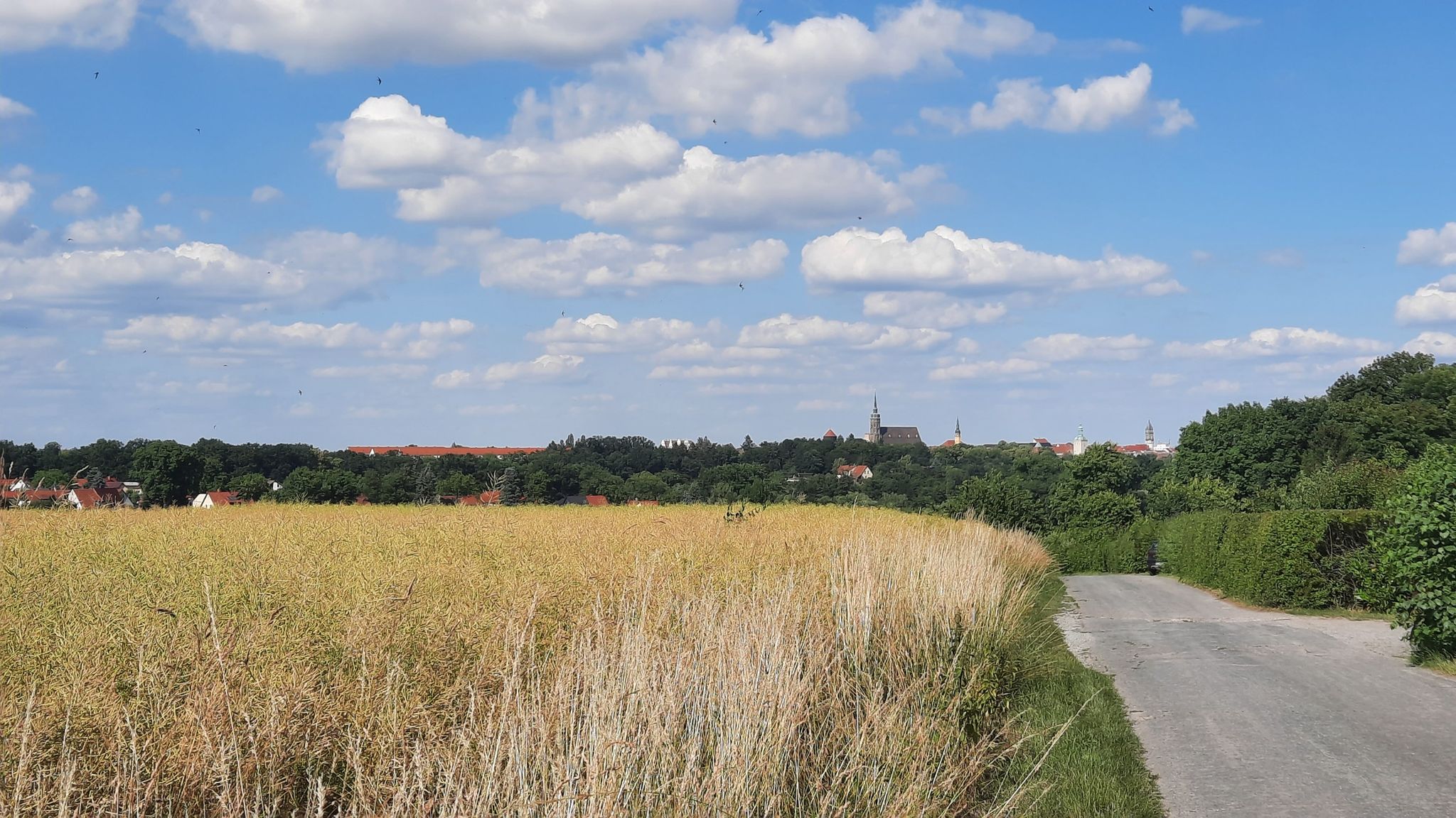Blick auf Bautzen vom Humboldthain