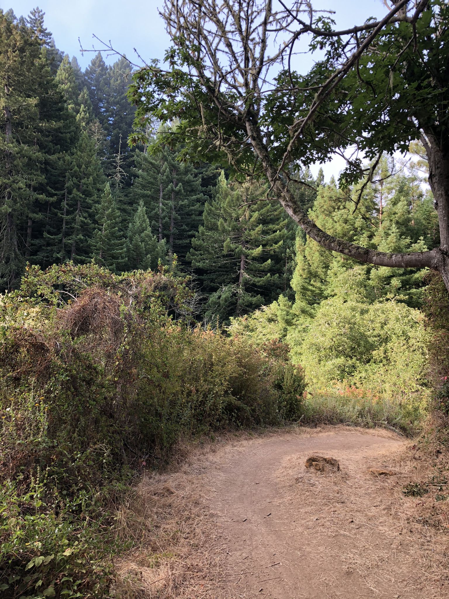 A winding dirt path through a dense, sunlit forest with lush undergrowth. - Purisima Creek Trailhead – Borden Hatch Mill 🚵 Trail loop from Purisima Creek Redwoods Open Space Preserve