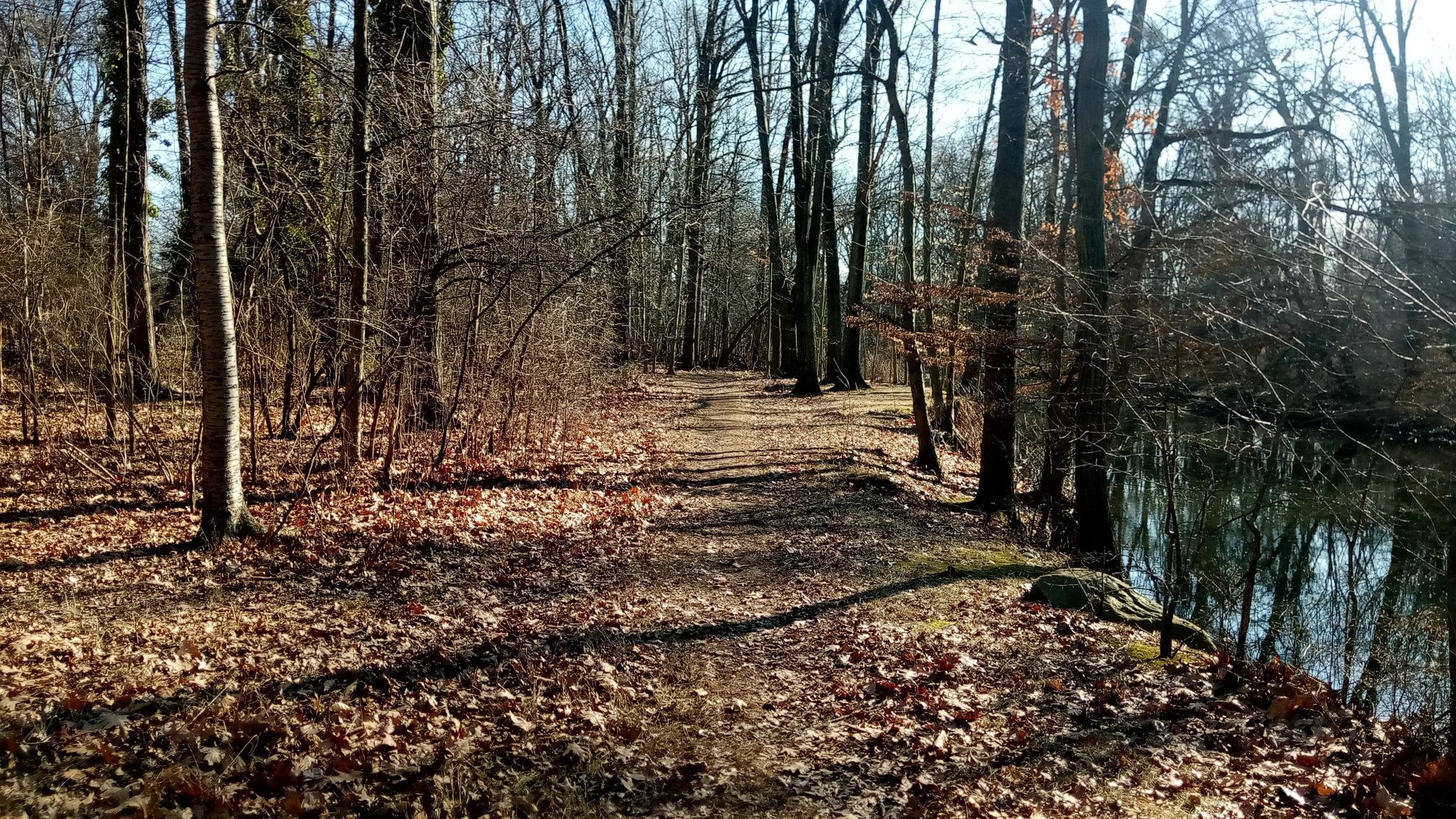 Forest path covered in leaves, bare trees, and calm water on a sunny day. - East Coast Greenway and 9/11 Trail Loop