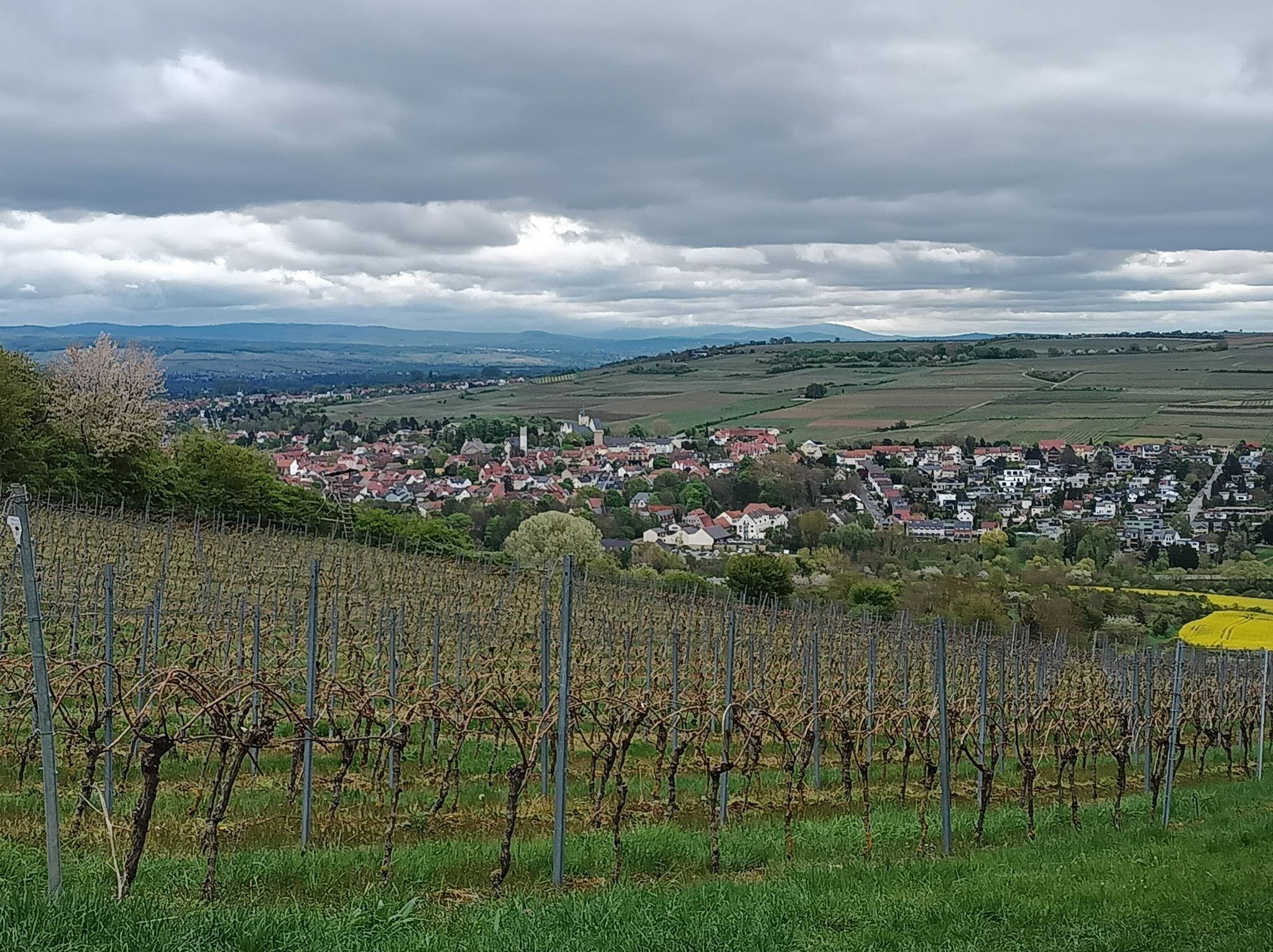Ober-Ingenheim