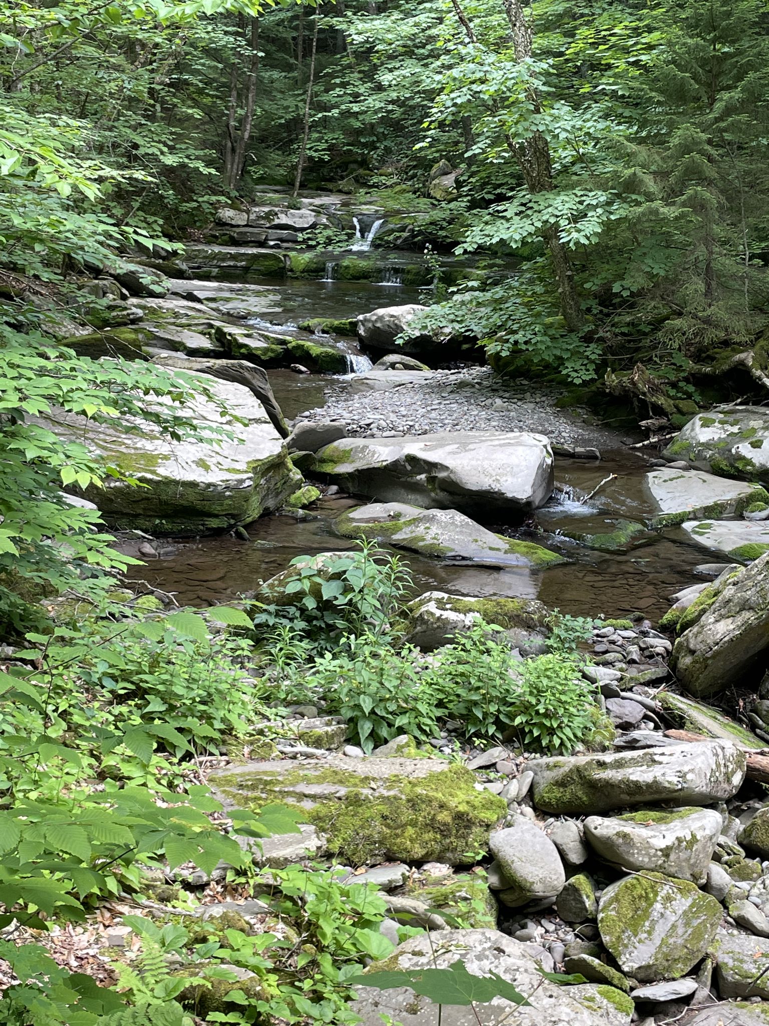 A rocky stream with small waterfalls flows through a lush green forest. - Diamond Notch Trail