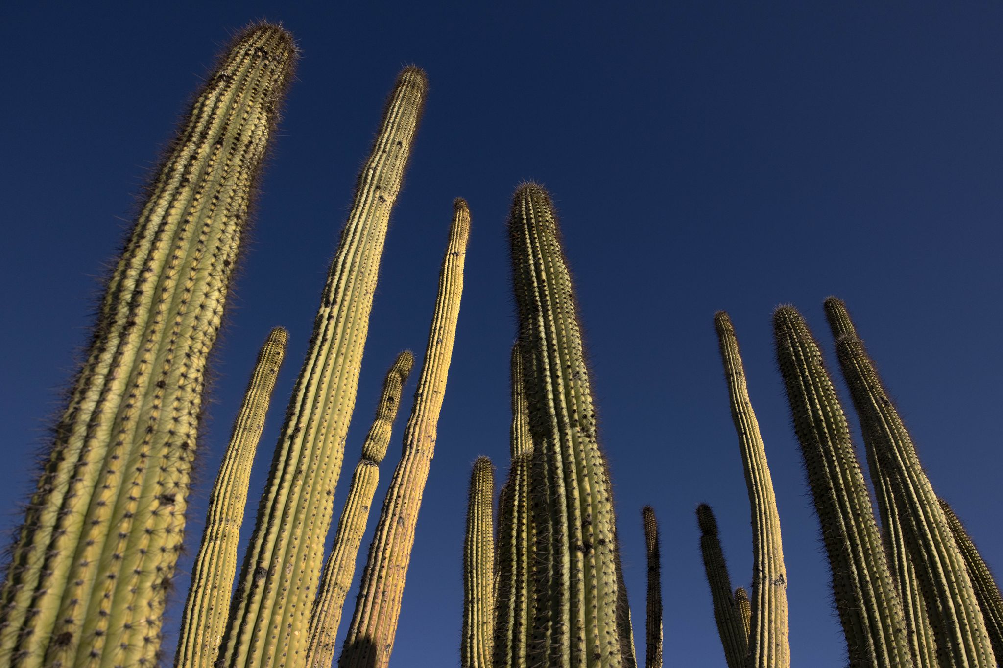 Tall cacti reach towards a clear blue sky under bright desert sun. - Ajo Mountain Drive