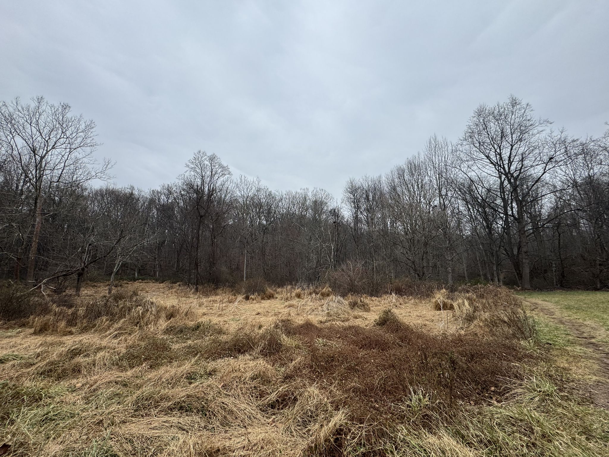 A wide, dry grass field with bare trees under an overcast sky. - Bootjack and Scotts Branch Trail Loop