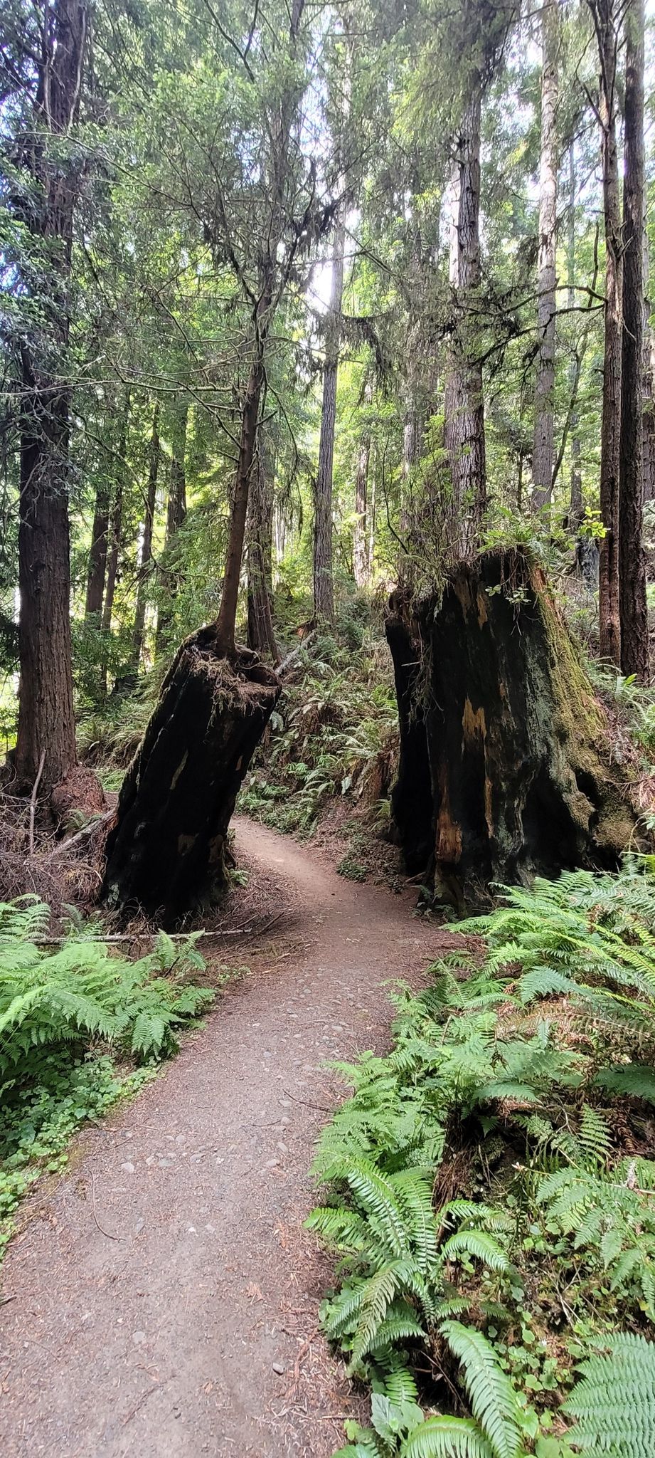 Dirt path winding through a sunlit forest with two large tree stumps. - North Trail and Fern Canyon Loop