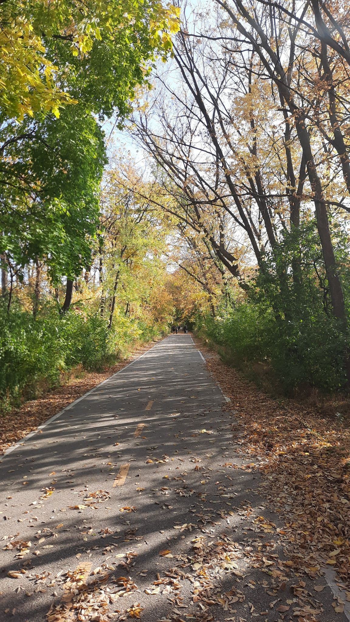 Paved path lined with trees showing autumn foliage, dappled sunlight. - Edgebrook Woods loop from Morton Grove
