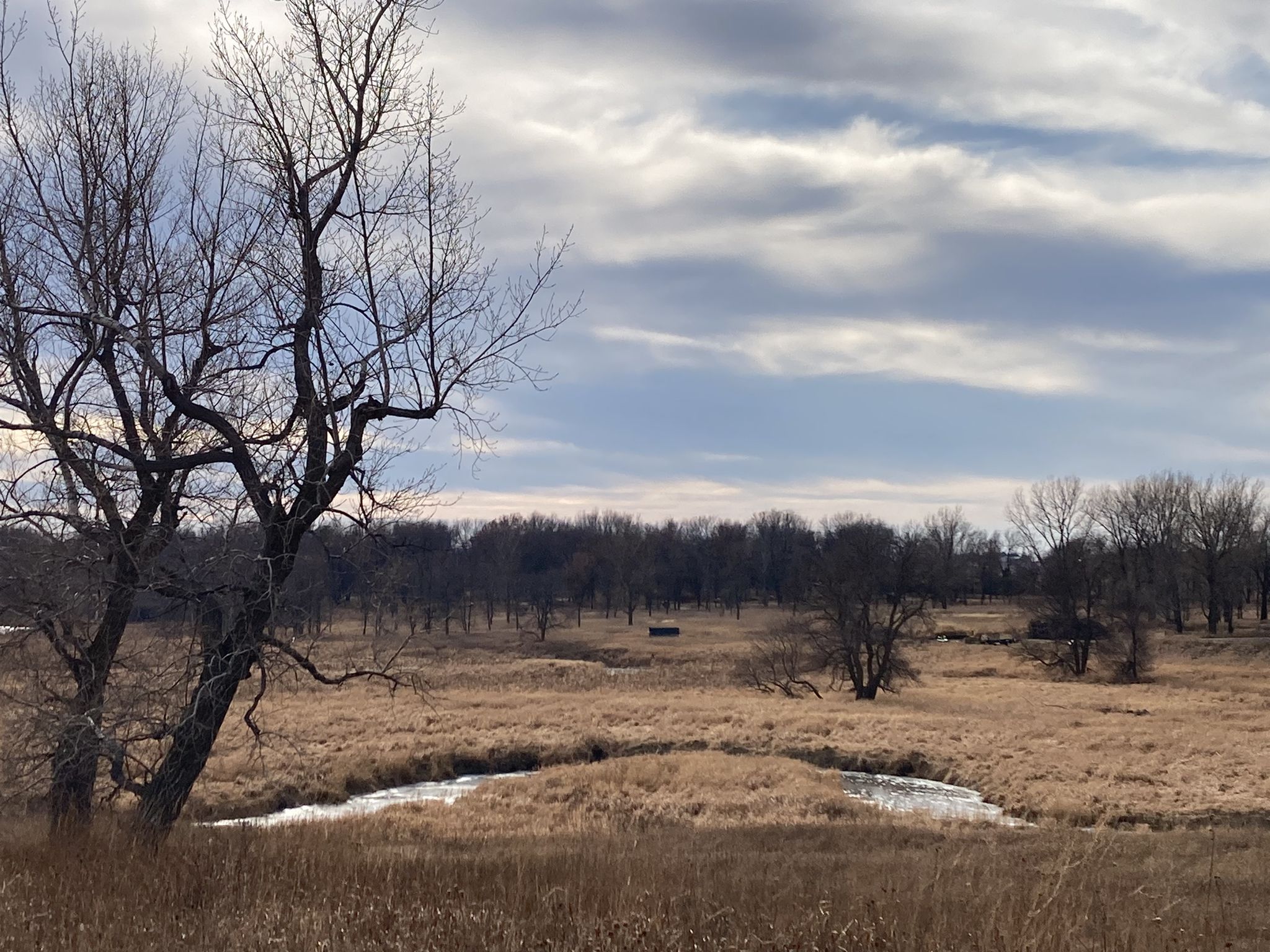Bare tree overlooking a winding stream in a field of dry grass. - Buffalo Viewing Platform loop from Blue Mounds State Park