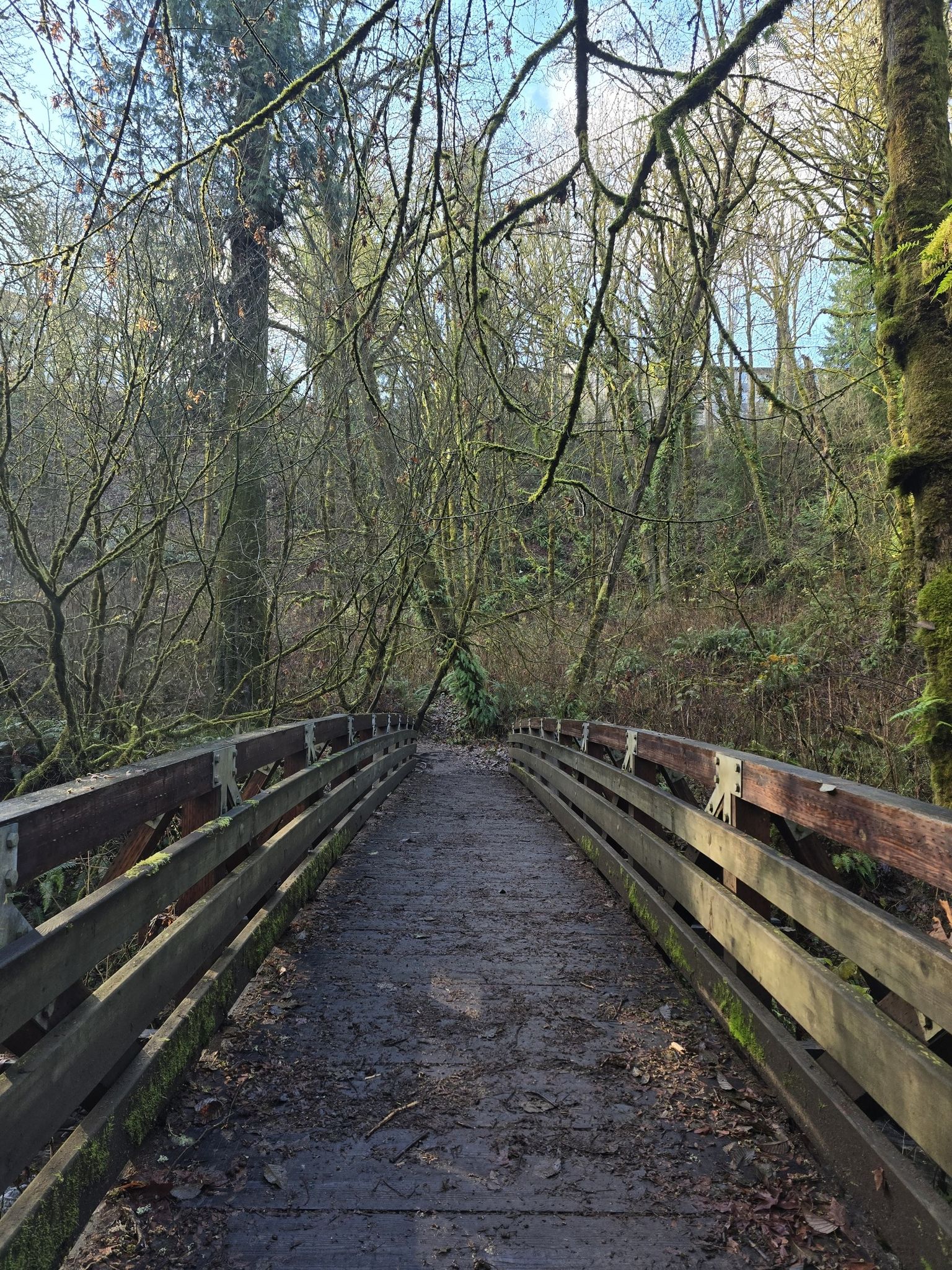 A wooden bridge extends into a dense forest with bare tree branches. - Coal Creek Trail