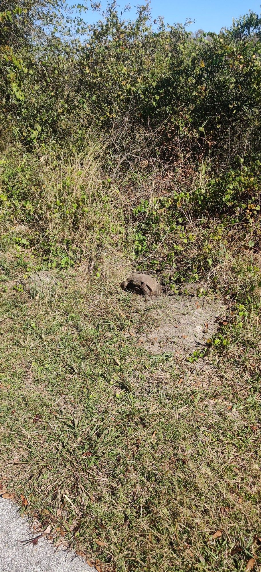 Turtle partially visible in tall grass and dirt next to bushes. - Van Fleet State Trail