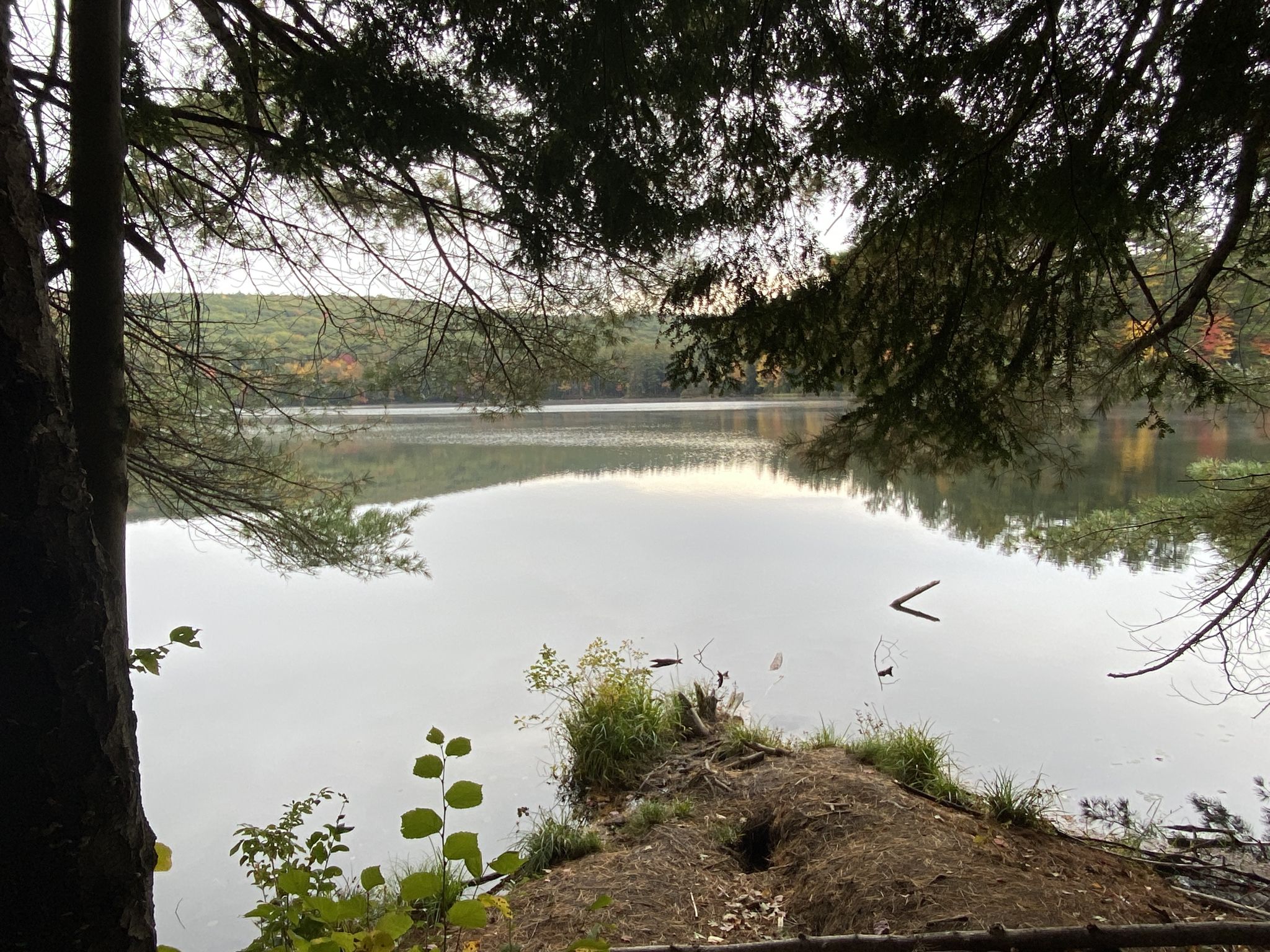 Overhanging tree branches frame a calm lake reflecting a cloudy sky and distant trees. - Goose Pond - nice view of the lake – Goose Pond loop from Cheshire County