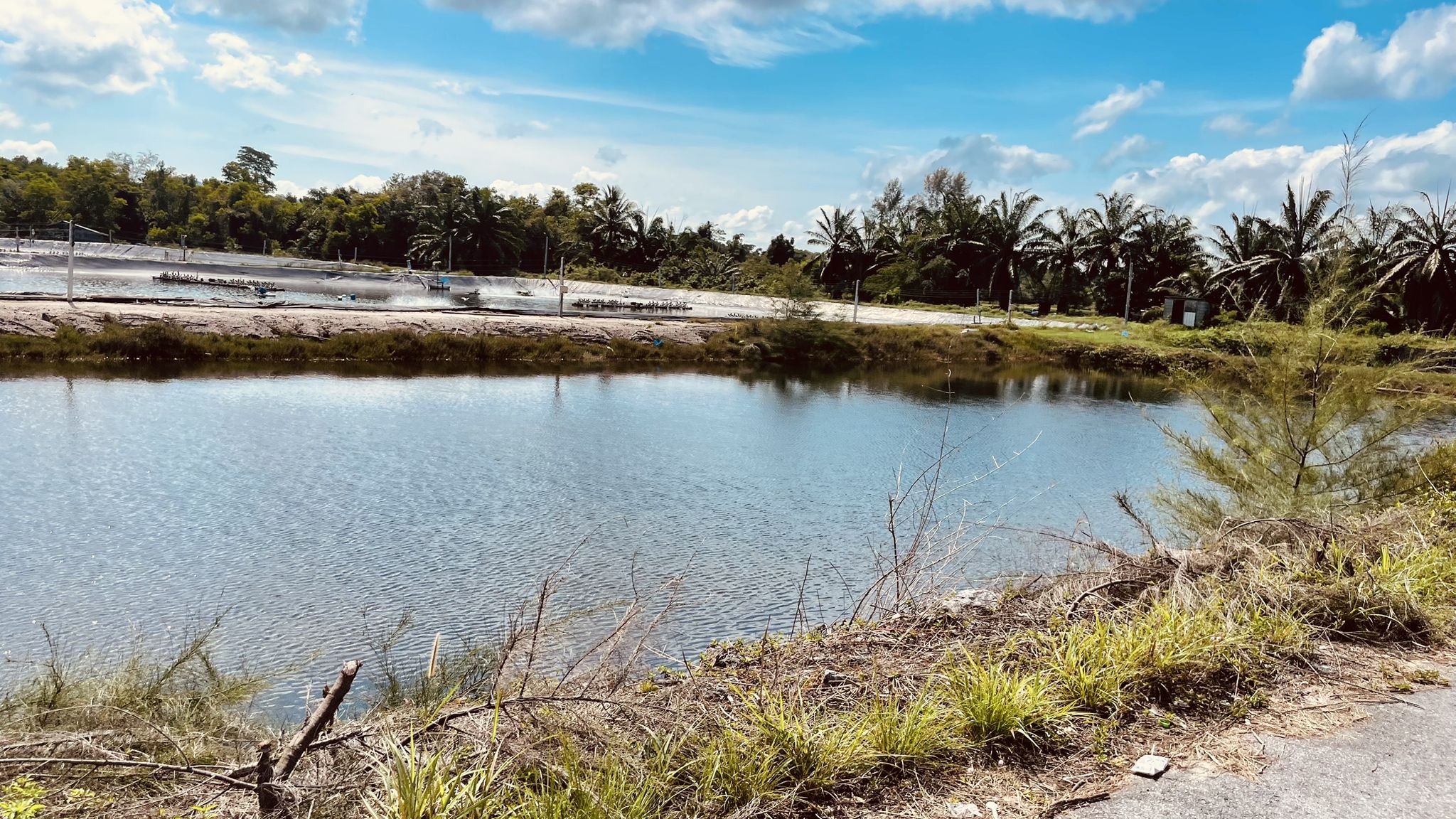 Shrimp Farm