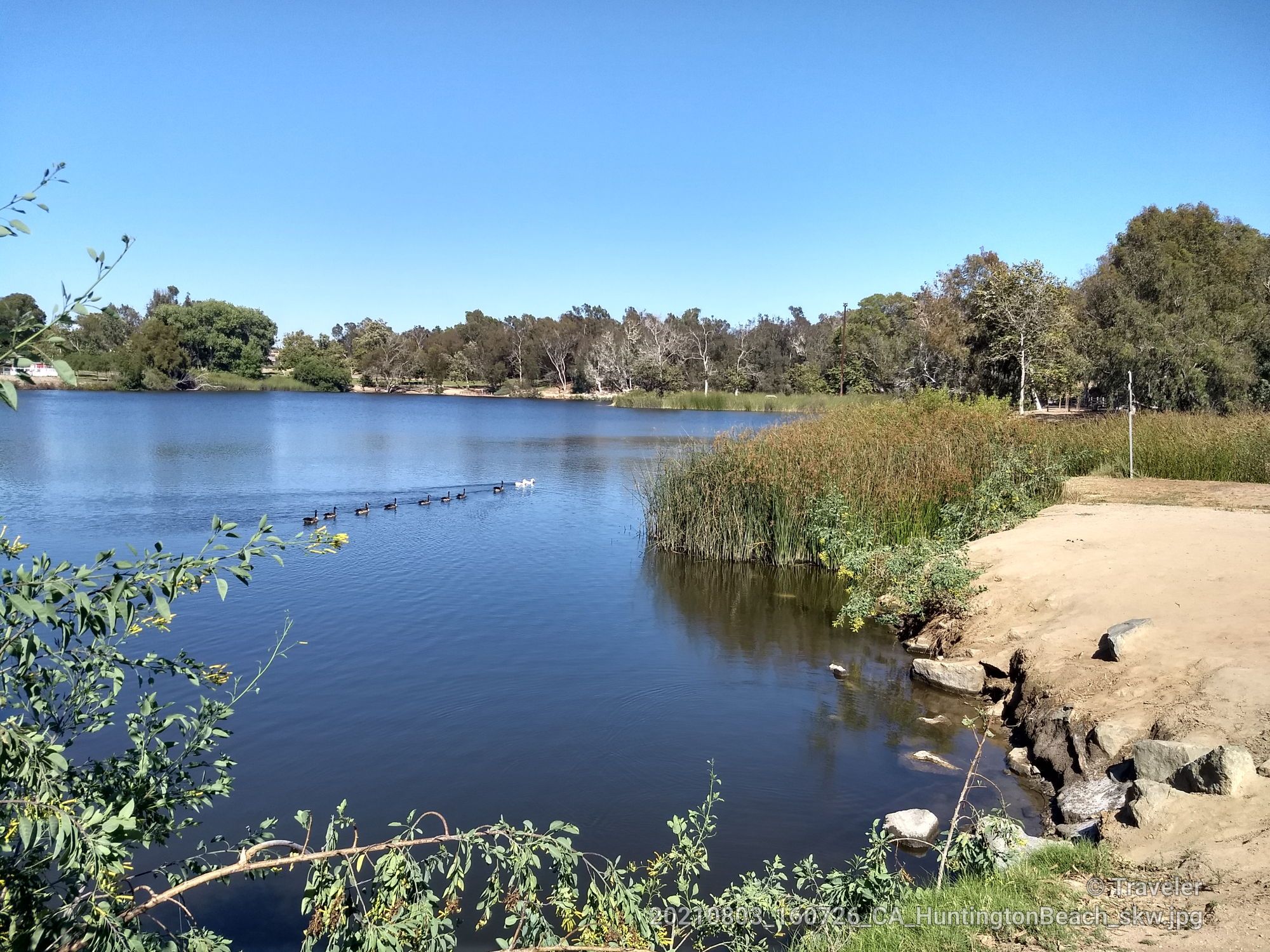 Clear blue lake with ducks, surrounded by trees and reeds on a bright day. - Lake Huntington Trail