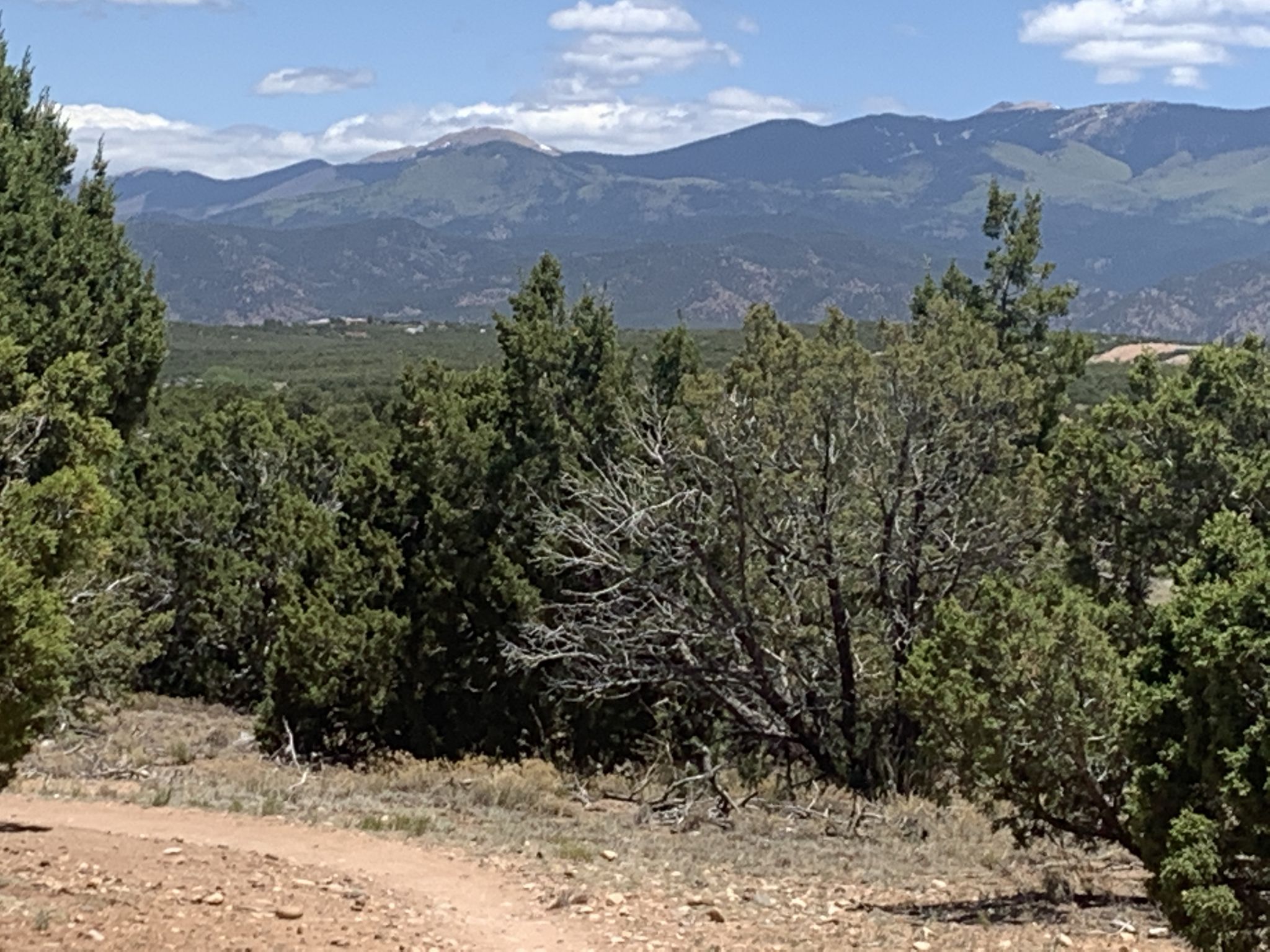Sunny dirt path through green trees with distant mountains under a blue sky. - La Tierra Trails Loop via Frijoles Trailhead