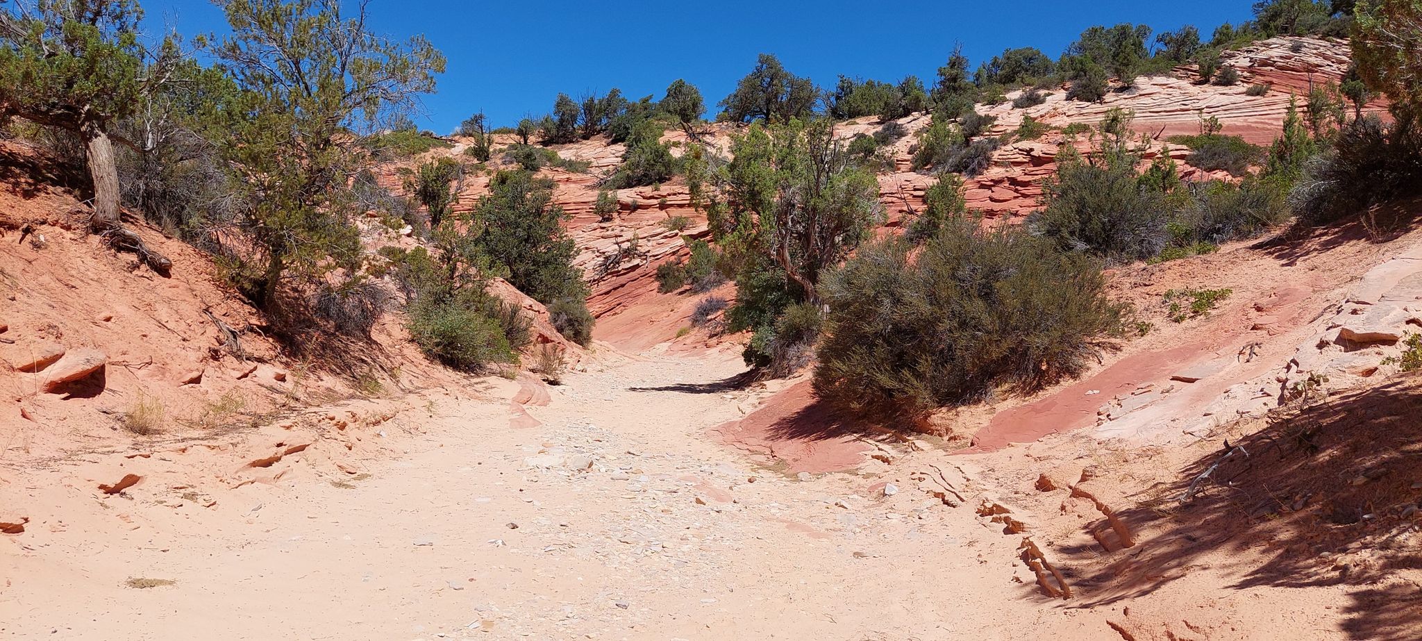 Sunny dry wash with red rock canyon walls and sparse green trees. - Huntress Canyon
