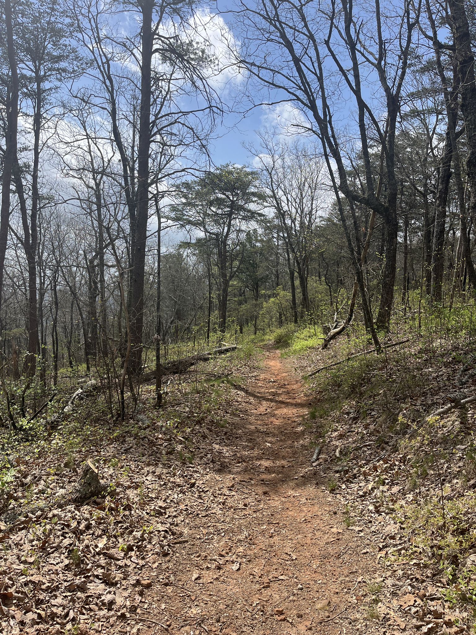 A sunny dirt trail winds through a forest with tall, bare trees. - Johns Mountain Loop Trail