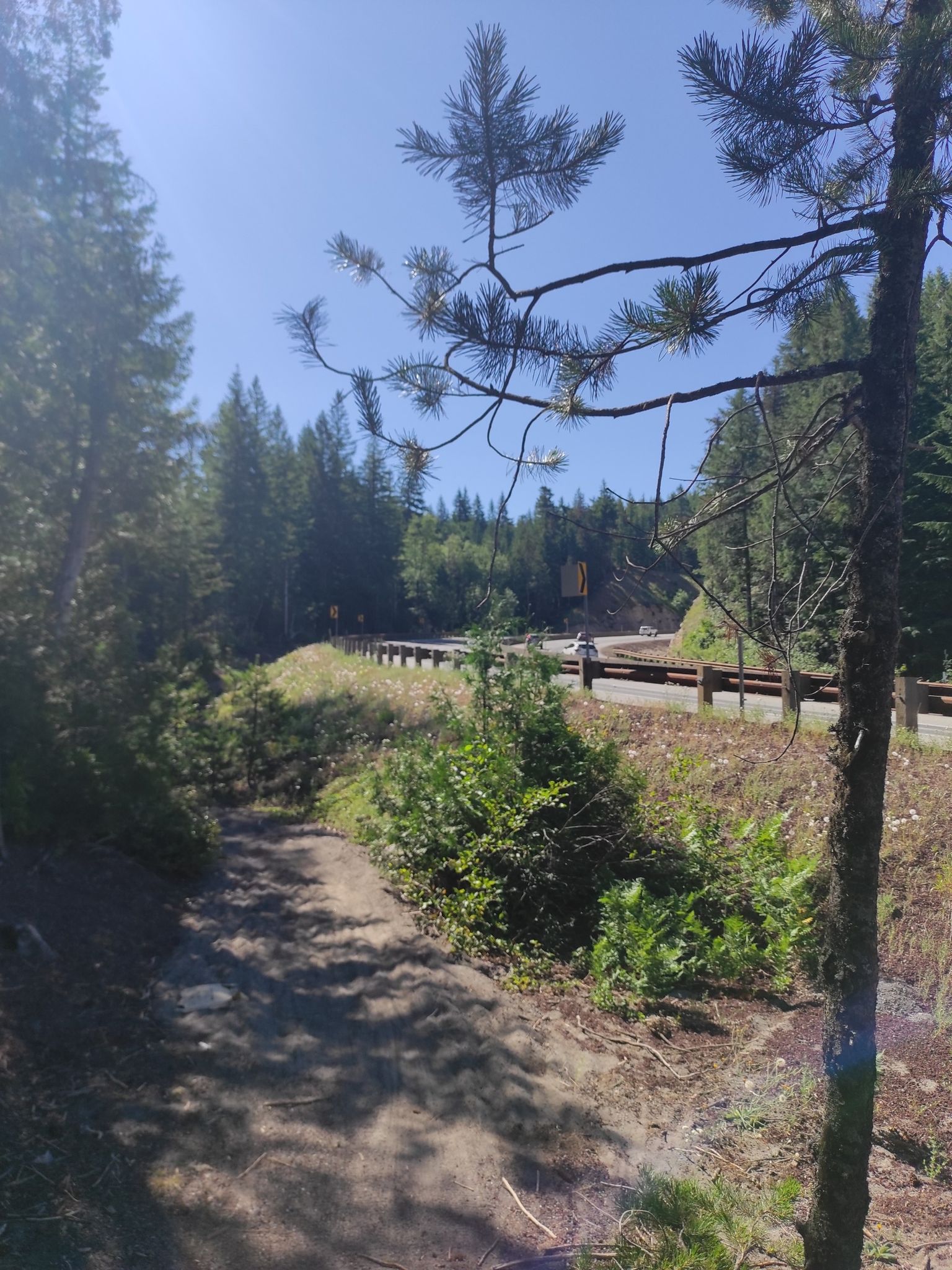 A sunny dirt path next to a forested road with a guardrail. - Timberline to Rhododendron – Mount Hood National Forest