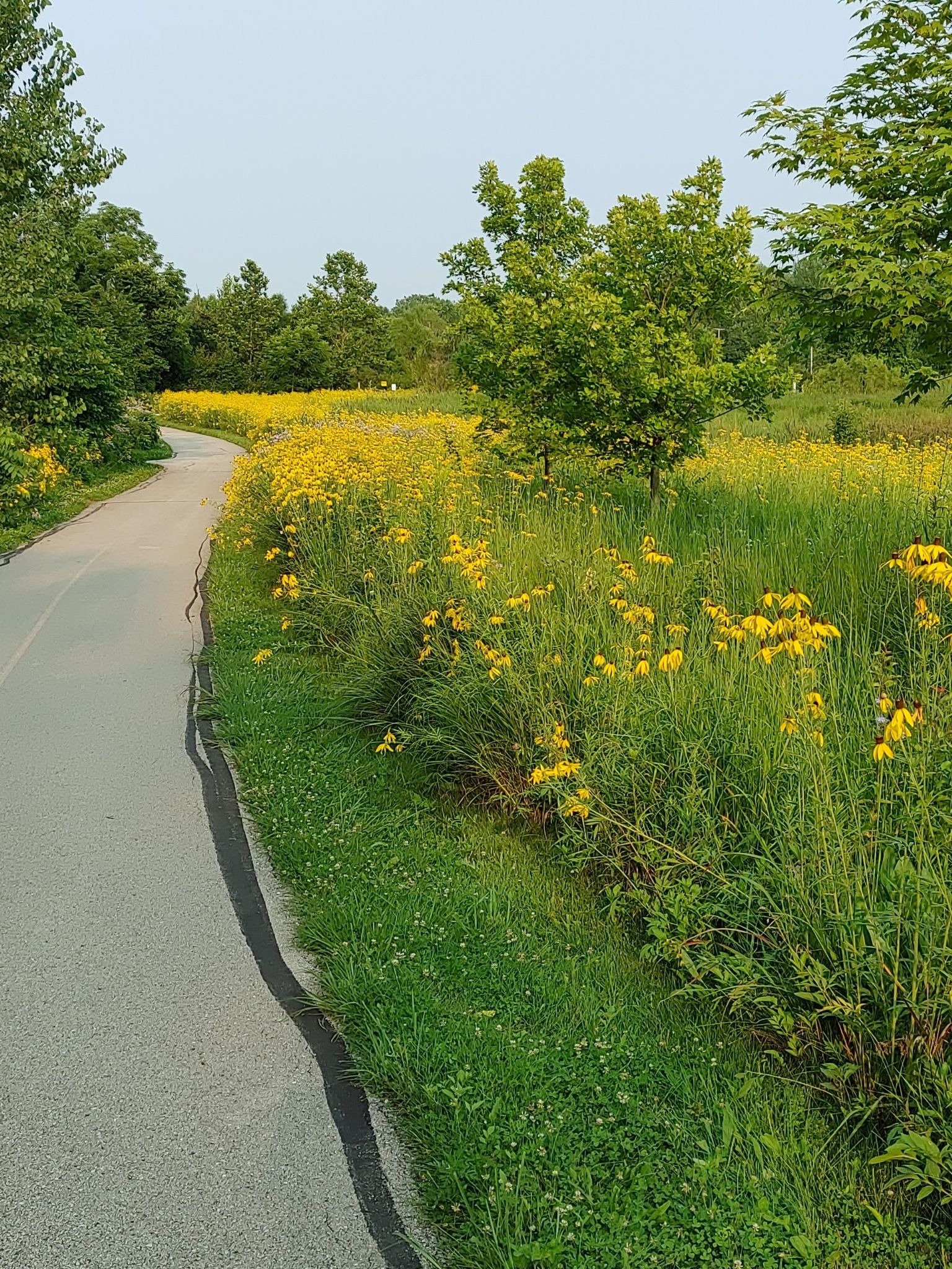 Paved path curves through a vibrant field of yellow wildflowers and green trees. - Carmel Central Park – Midtown Plaza Carmel loop from Williams Creek