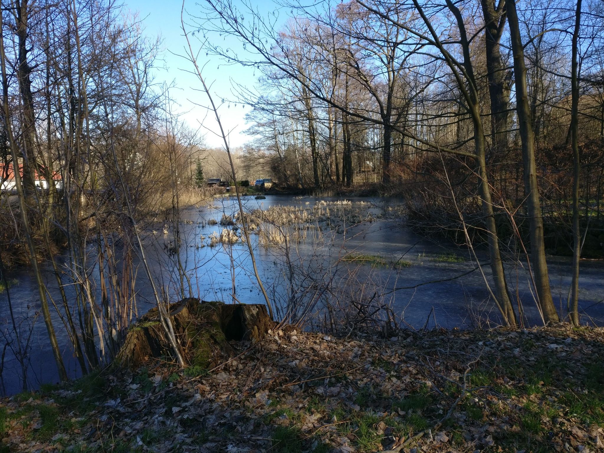 Höfeteich in Schönbach