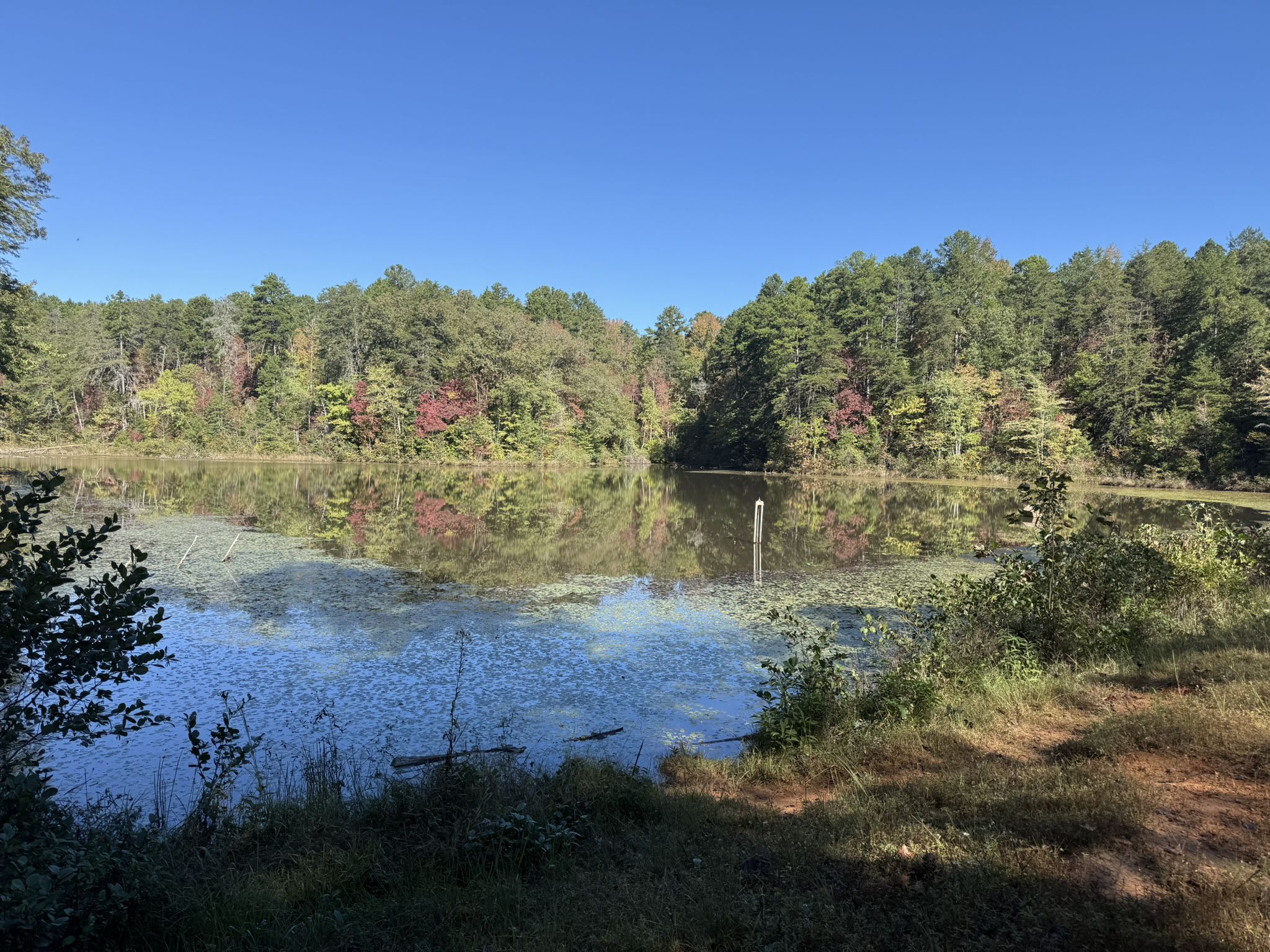 Serene lake reflecting colorful autumn trees under a bright blue sky. - Oconee Station Nature Trail
