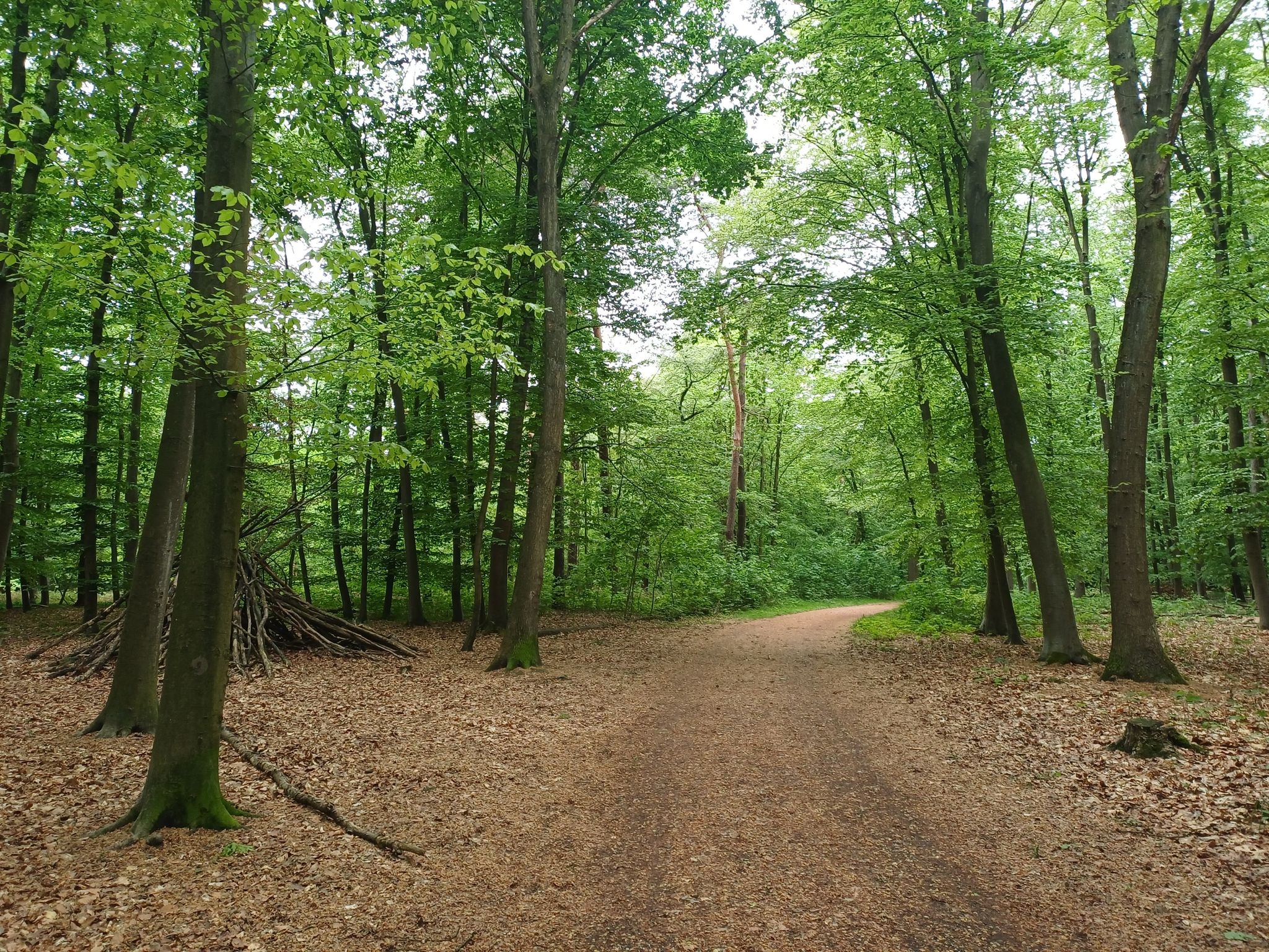 Knechtsteden Wald 