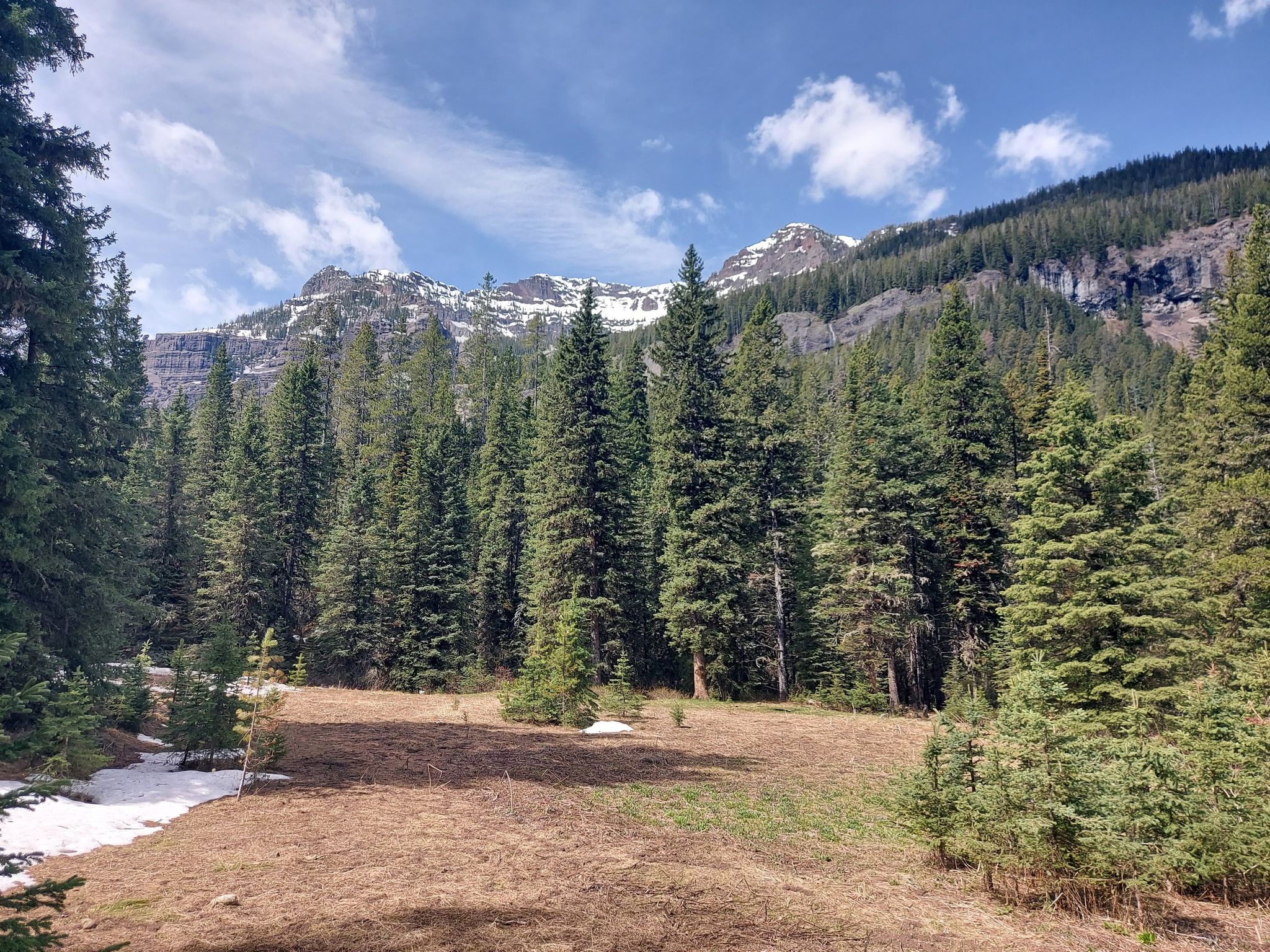 Sunny forest clearing with pine trees, snow patches, and distant mountains. - Hyalite Creek Trail