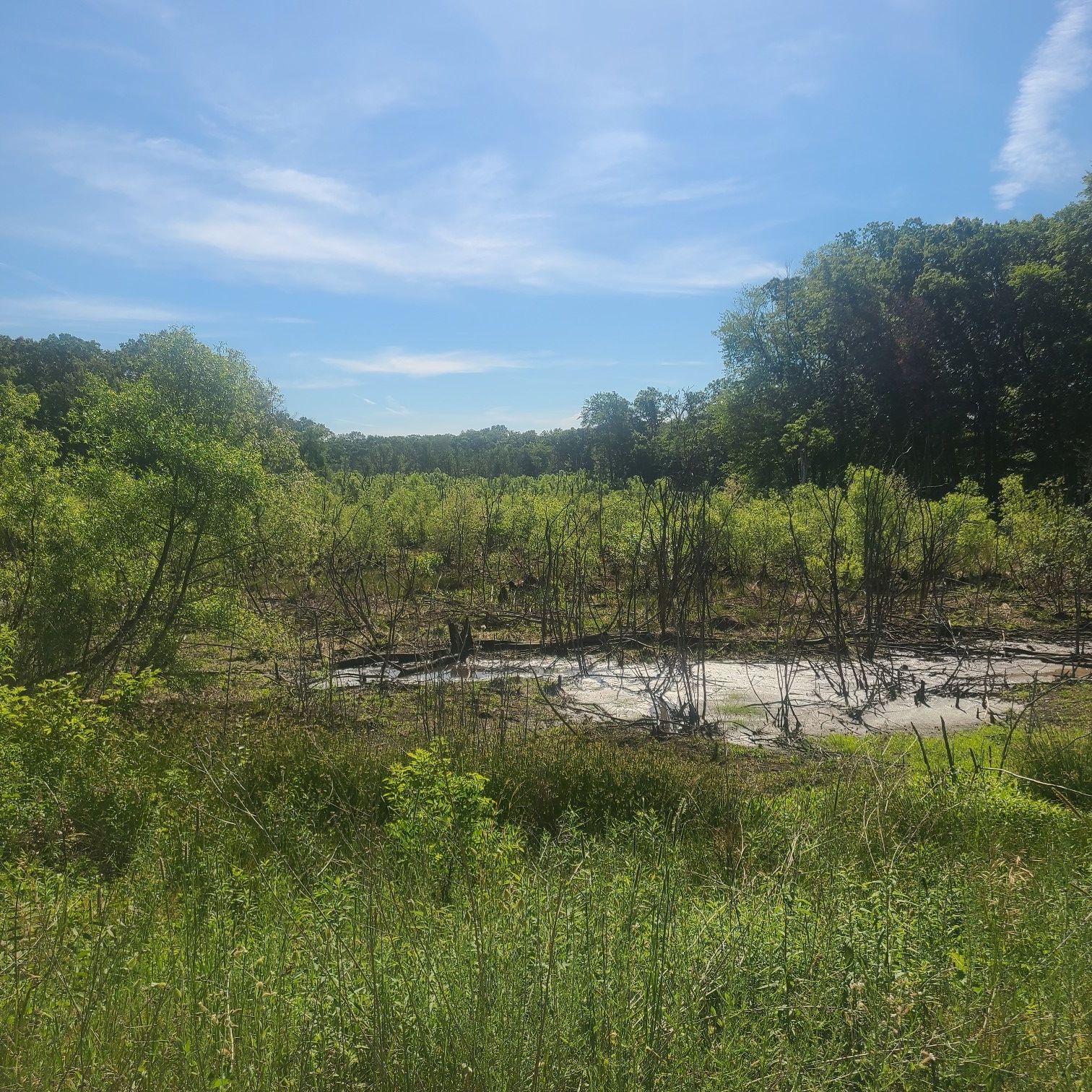 Sunny wetland with green trees, muddy water, and blue sky. - Ott Biological Preserve loop from Emmett Charter Township