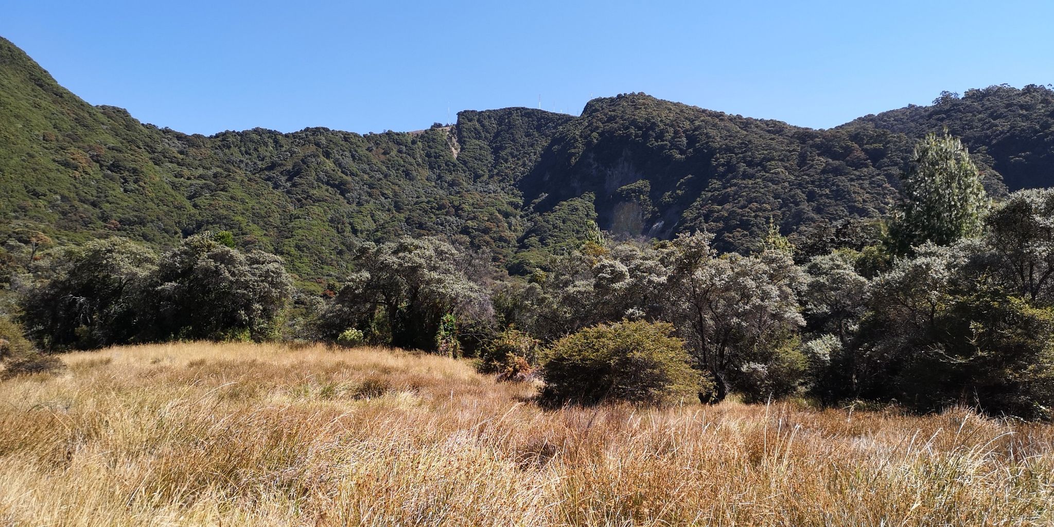 Grass plain