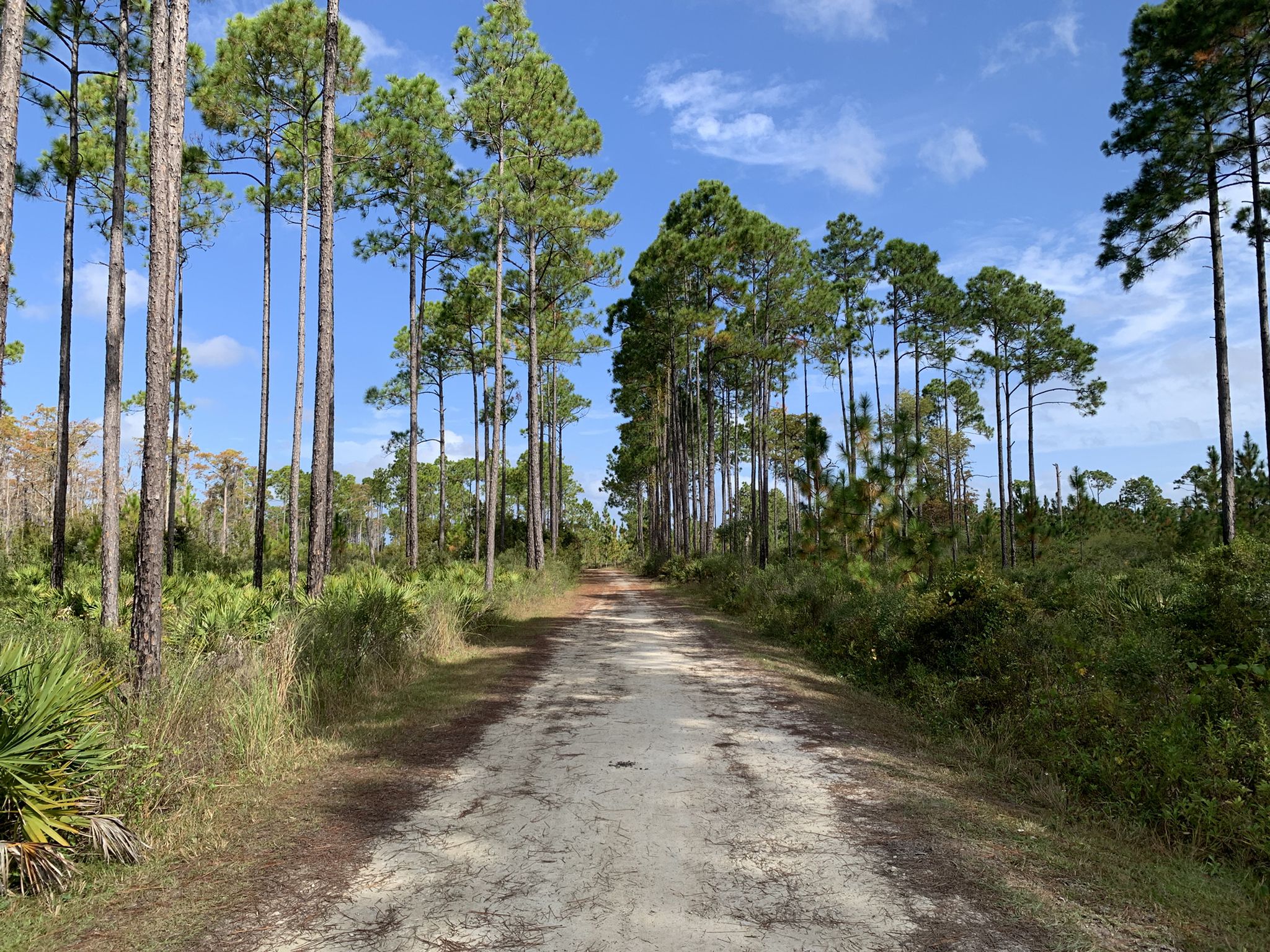 A dirt road stretches through a tall pine forest under a blue sky. - Osprey and Longleaf Loop