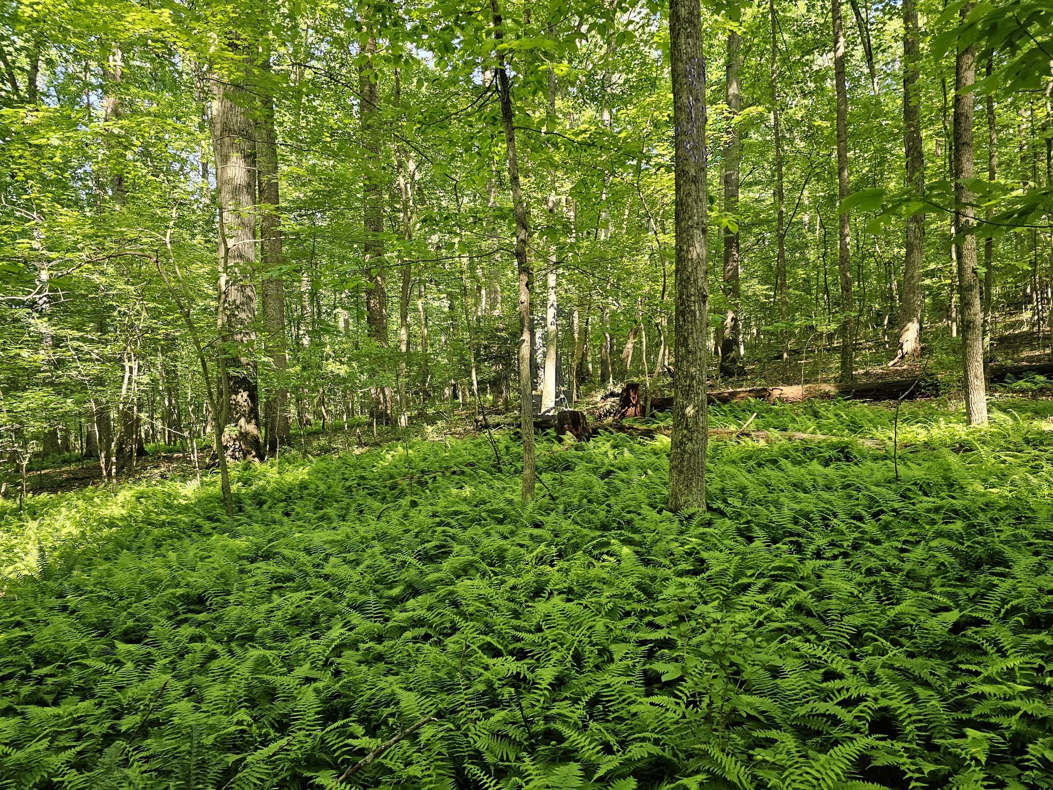 A dense forest floor is covered in vibrant green ferns under bright sunlight. - Walker Nature Center Loop