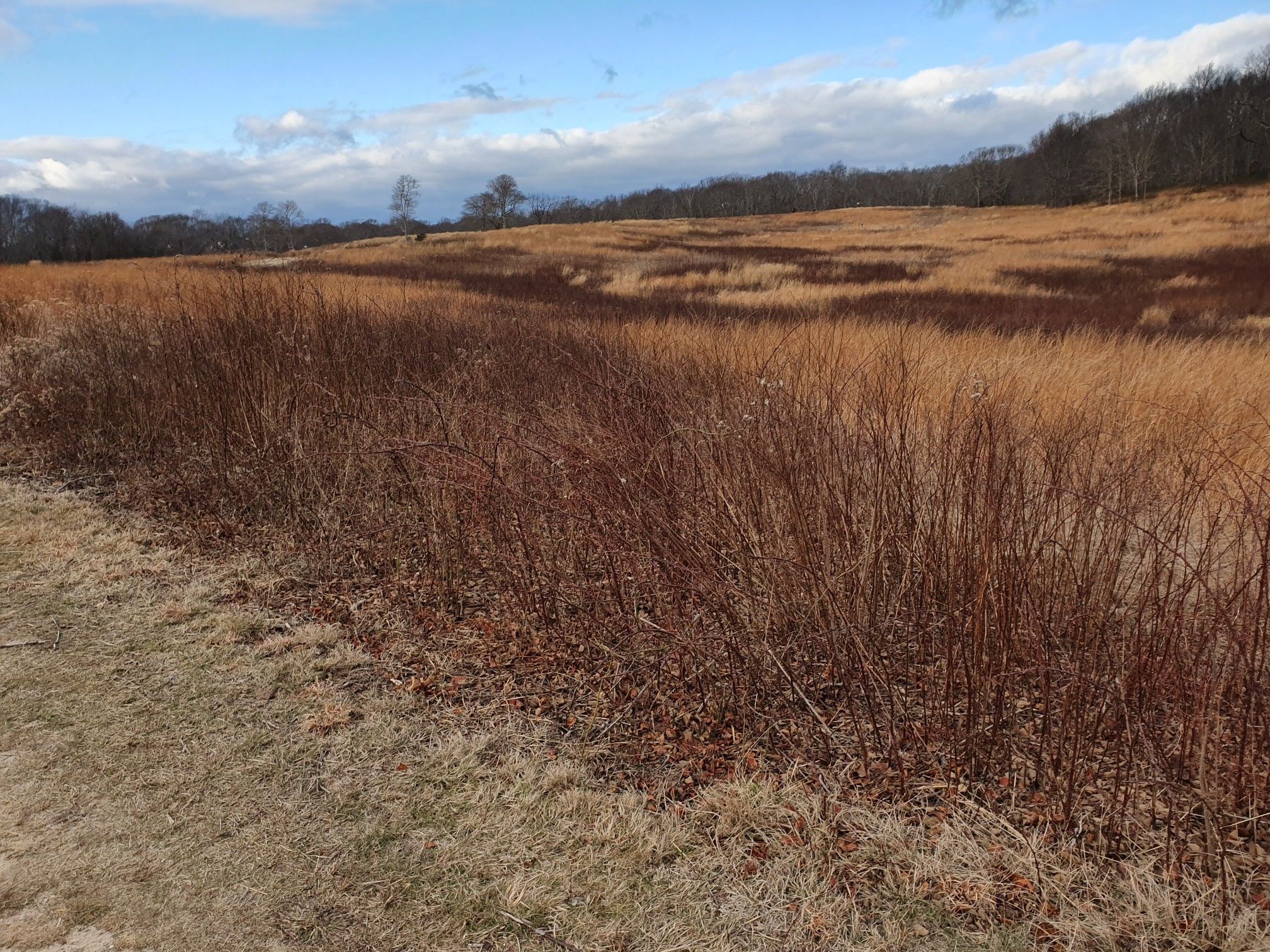 A wide field of dry brown and reddish-brown grass under a partly cloudy sky. - Mashomack Red, Yellow, Green and Jone C. Coles Loop