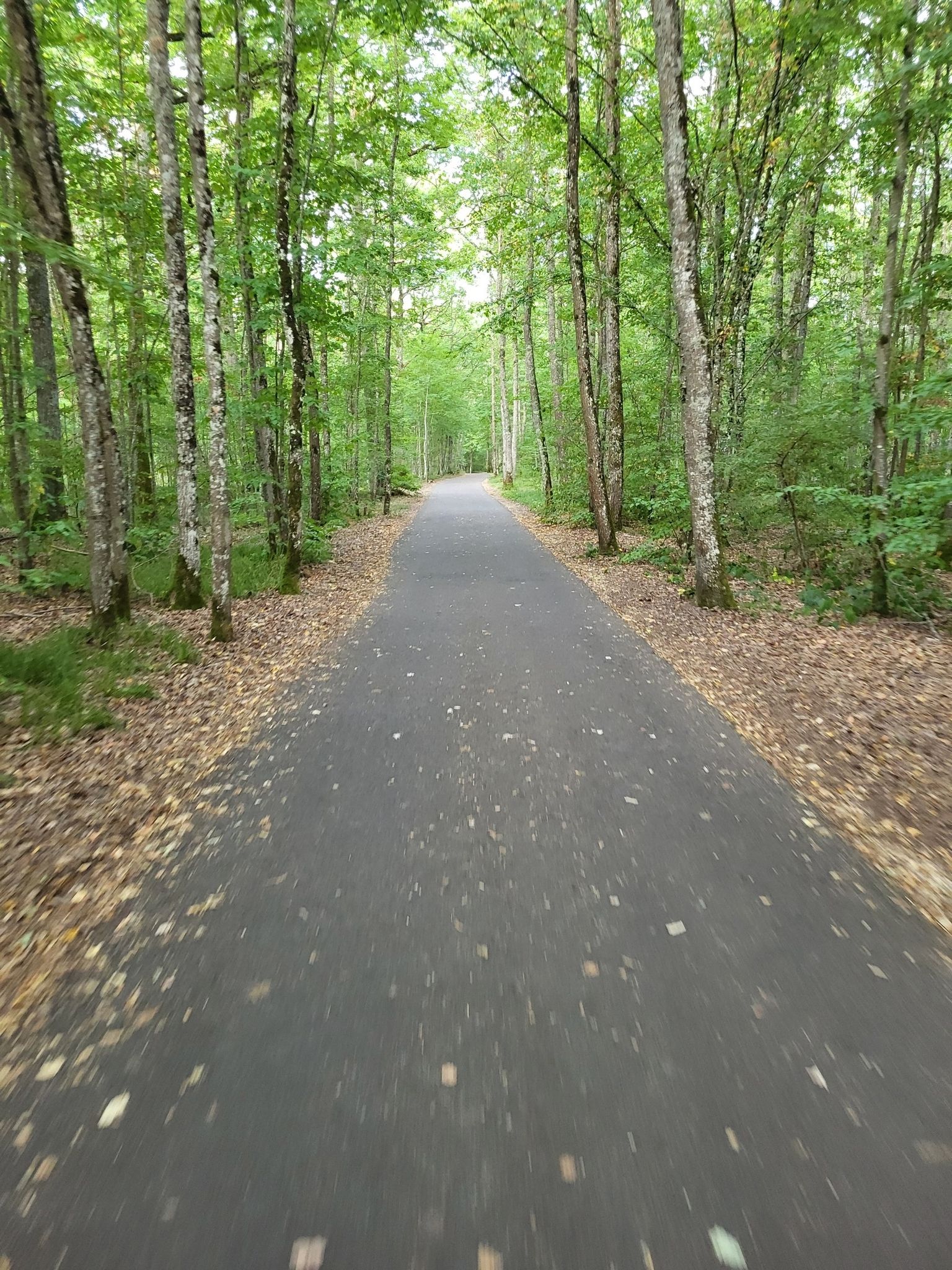 Wald 2